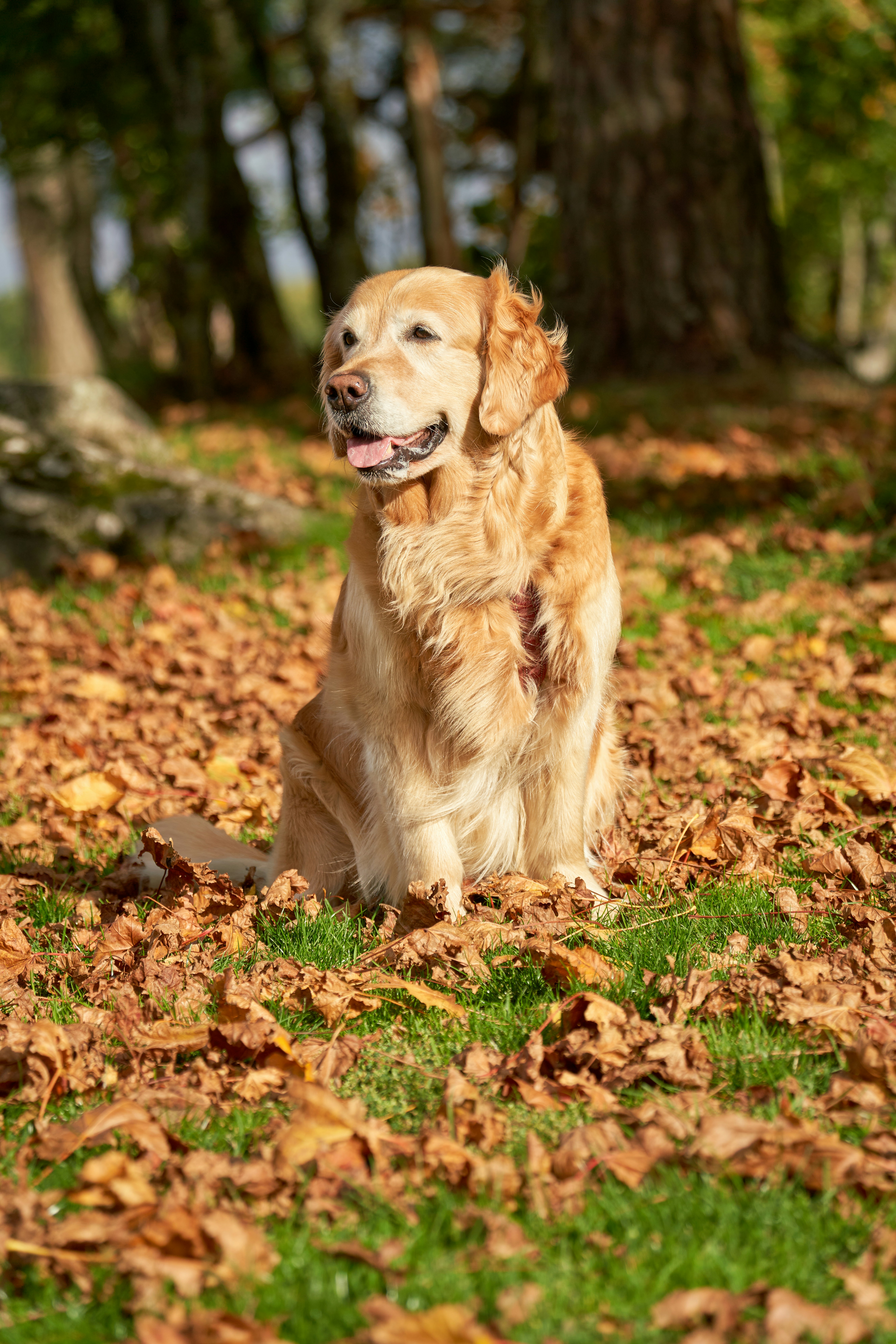 Cohérence Canine — Secteur Mâcon