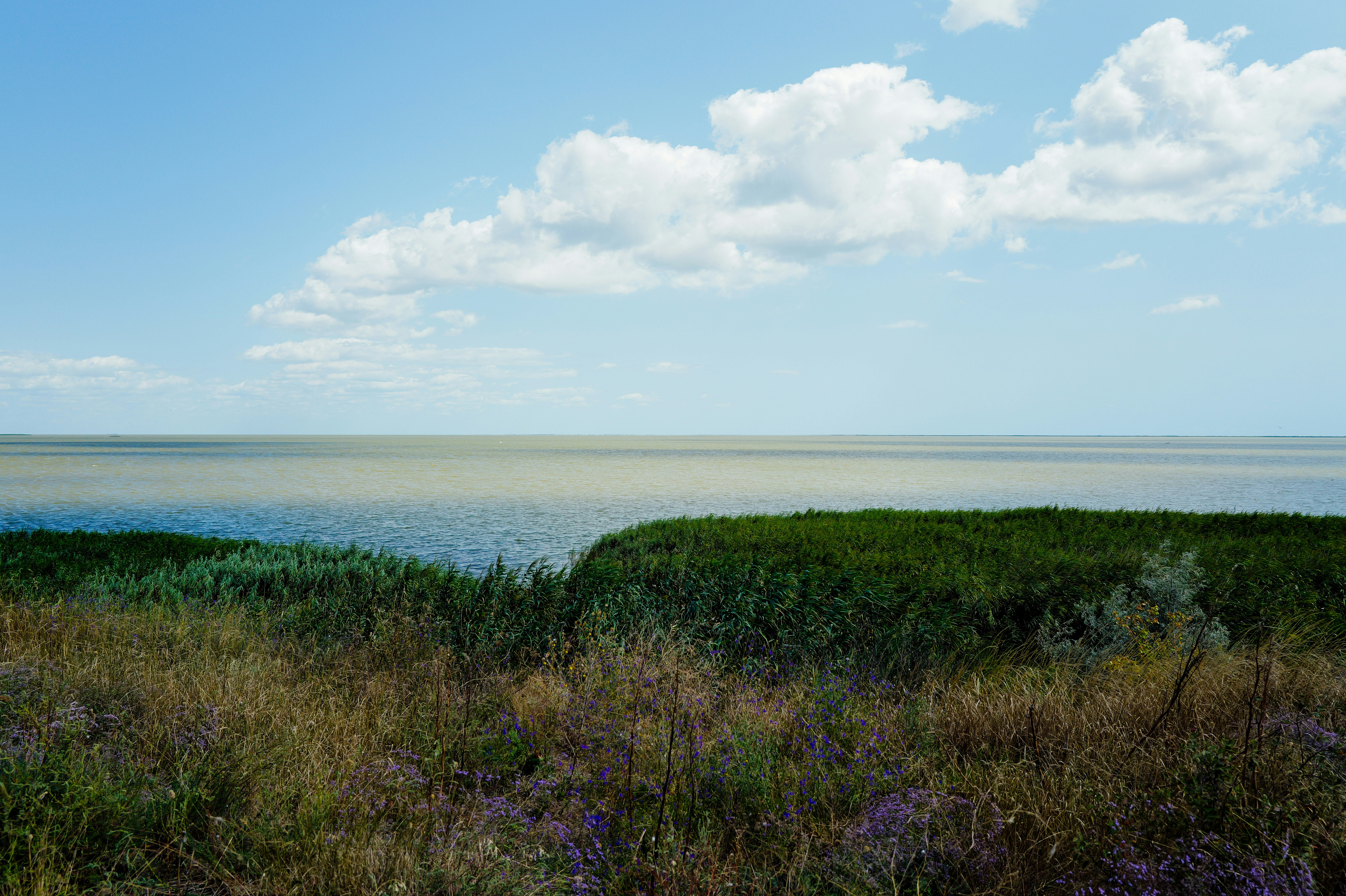 Fotomural A wide expanse of water beyond a grassy shoreline with purple wildflowers