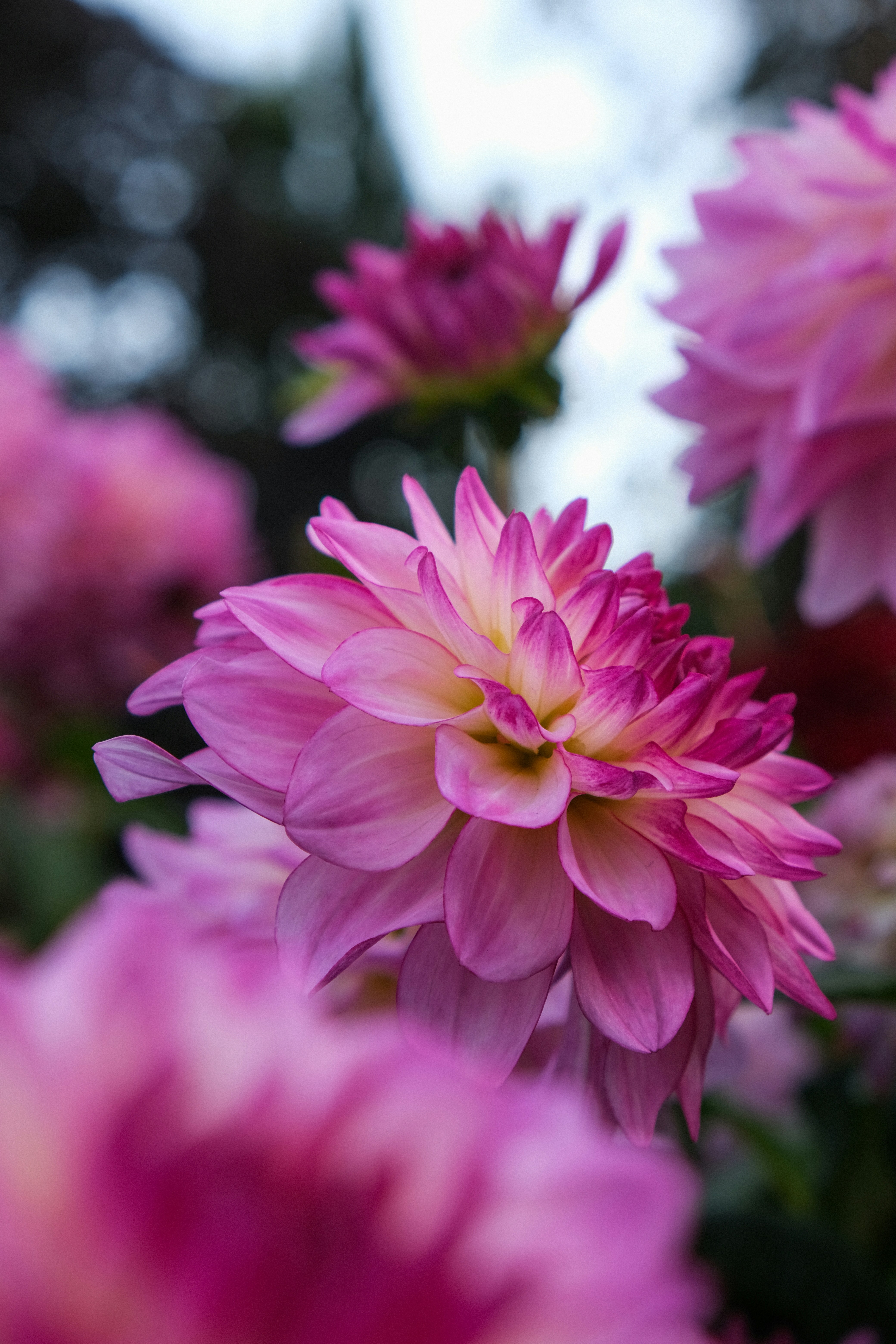 Eine rosa-weiße Dahlienblüte blüht unter anderen verschwommenen Blüten