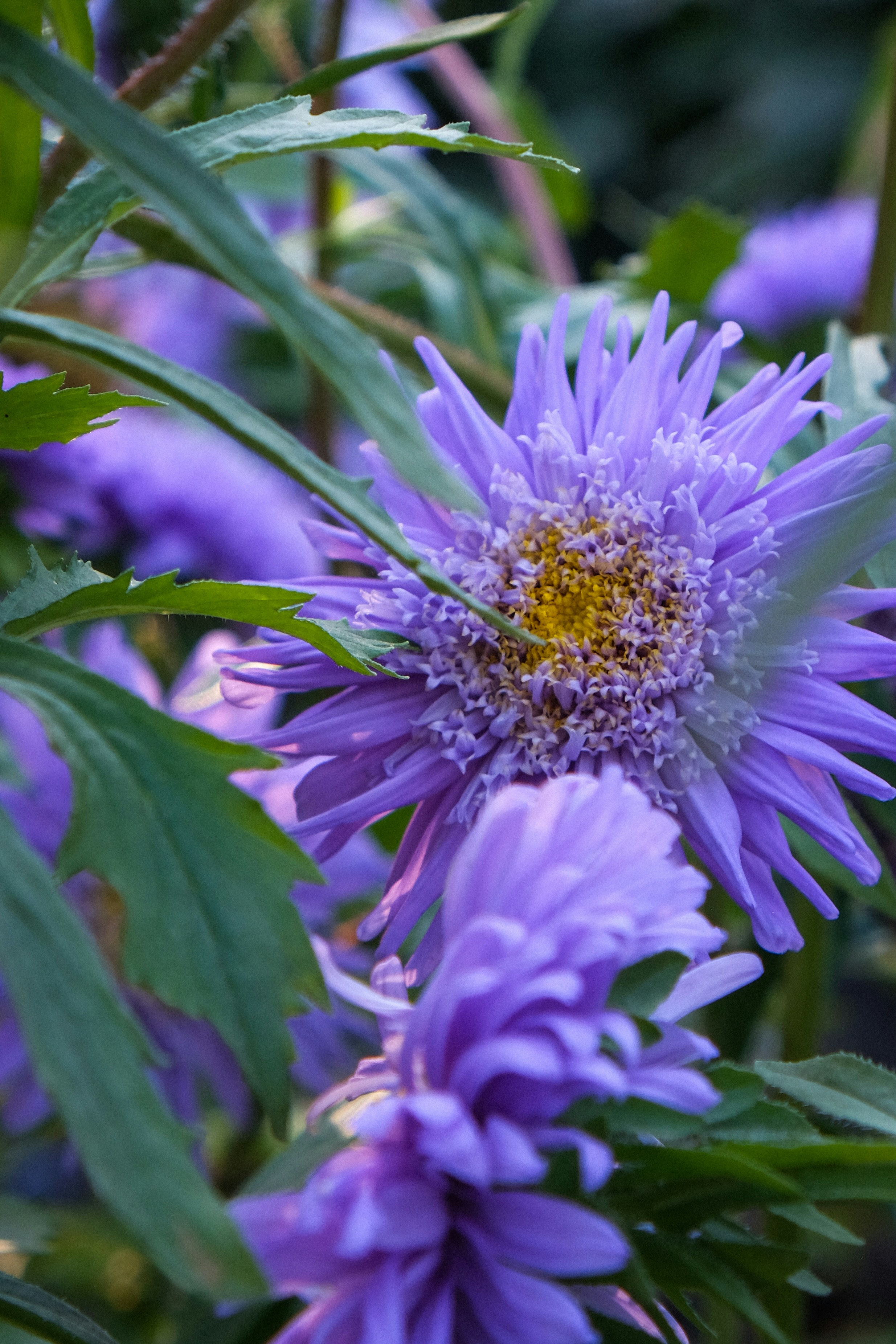 Eine violette Asterblüte mit gelbem Zentrum, umgeben von grünen Blättern