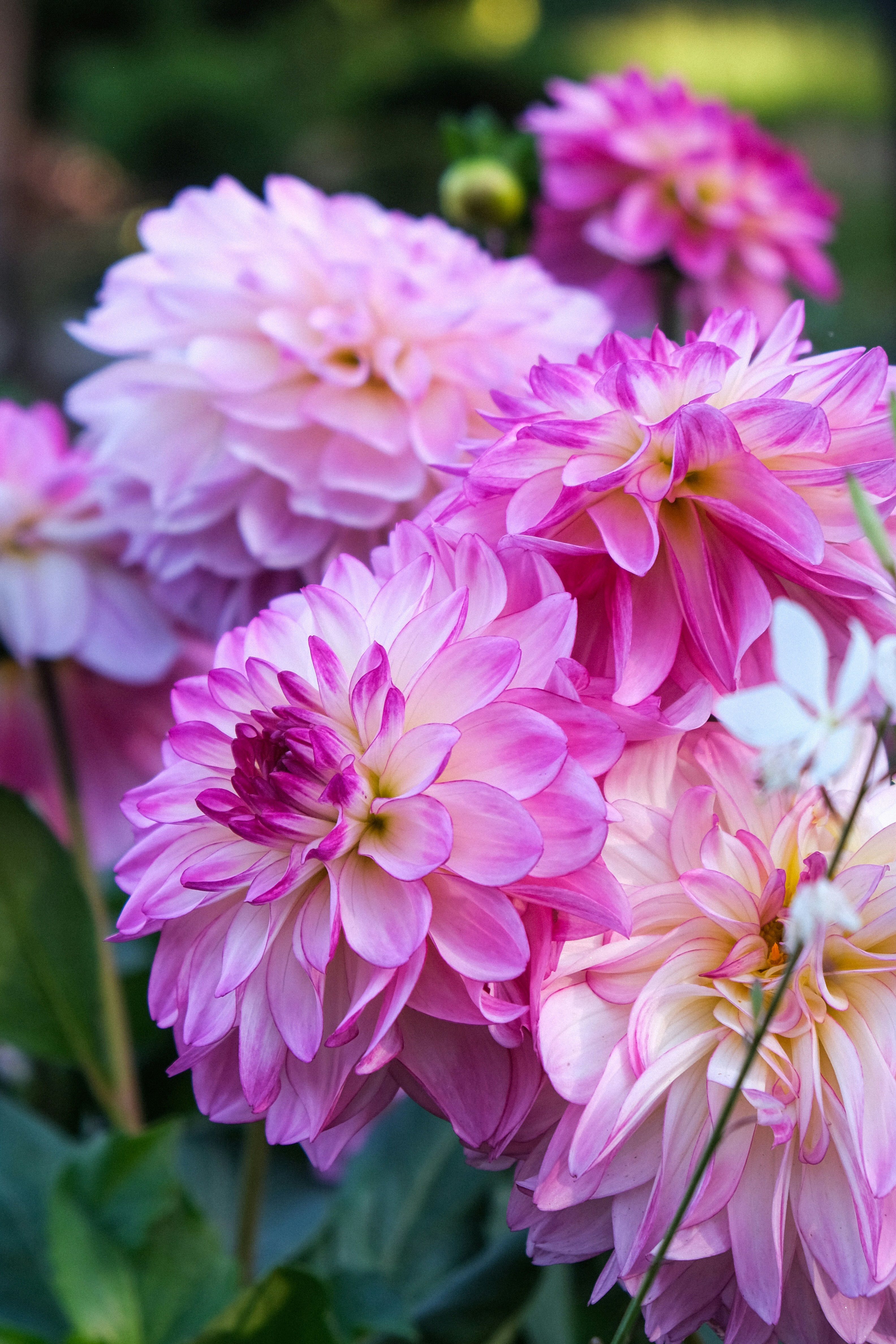 Eine Büschel leuchtend pinker und weißer Dahlienblüten in einem Garten