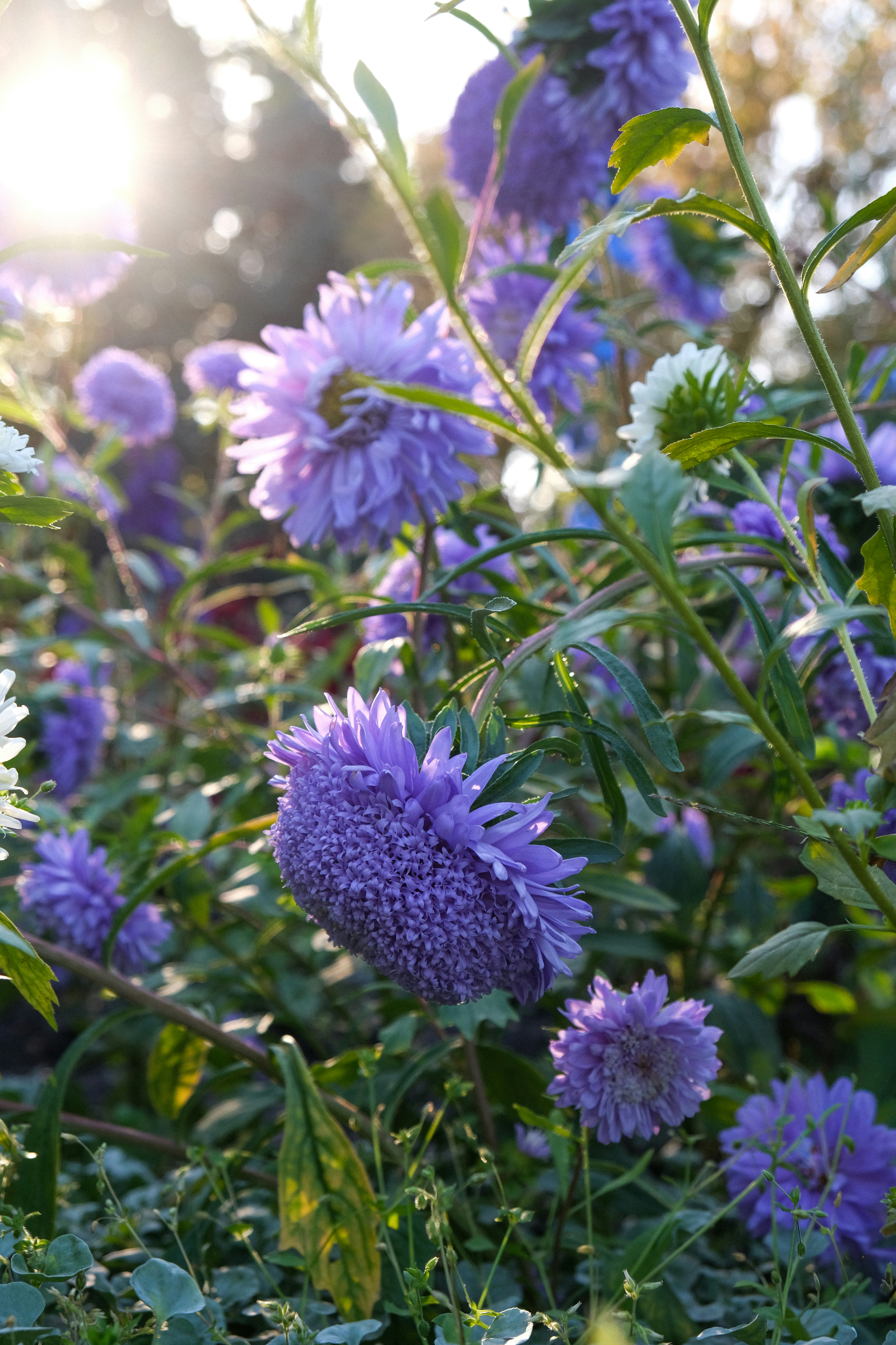 Lila Asterblüten, die in einem Garten unter warmer, niedriger Sonne blühen