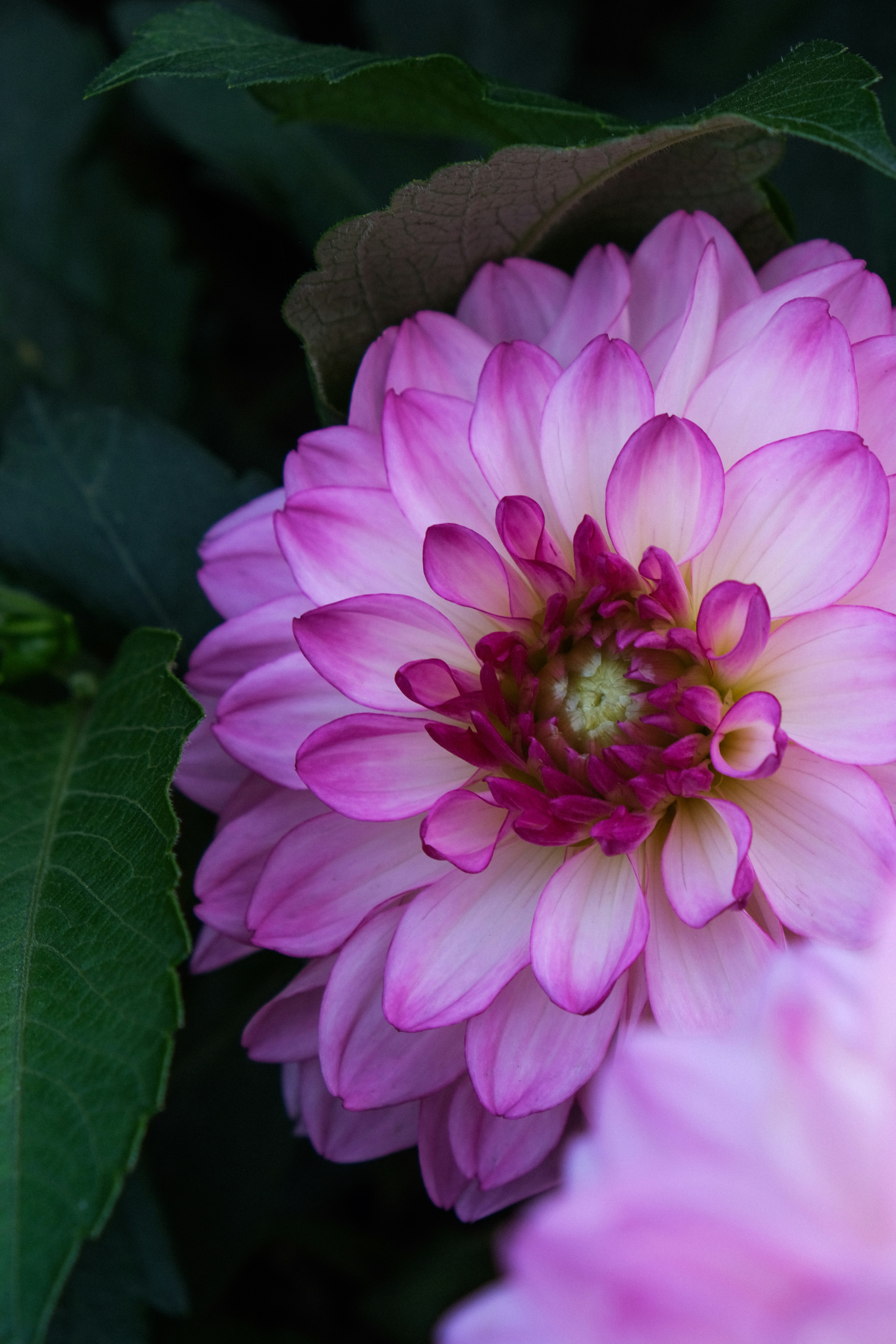 Eine rosa-weiße Dahlienblüte mit grünen Blättern in einem Garten