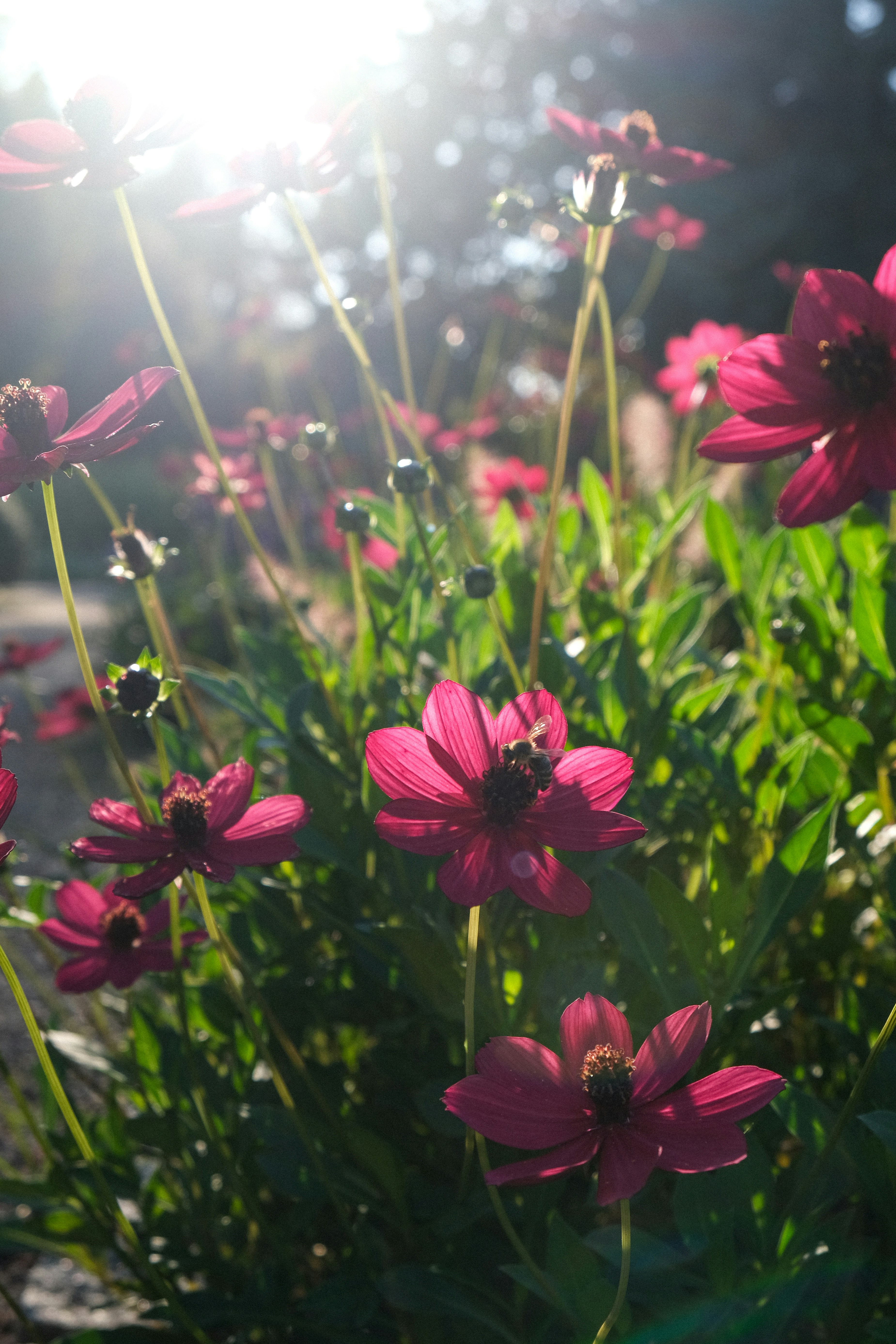 Eine Biene auf einer rosa Kosmosblume in einem sonnenbeschienenen Garten