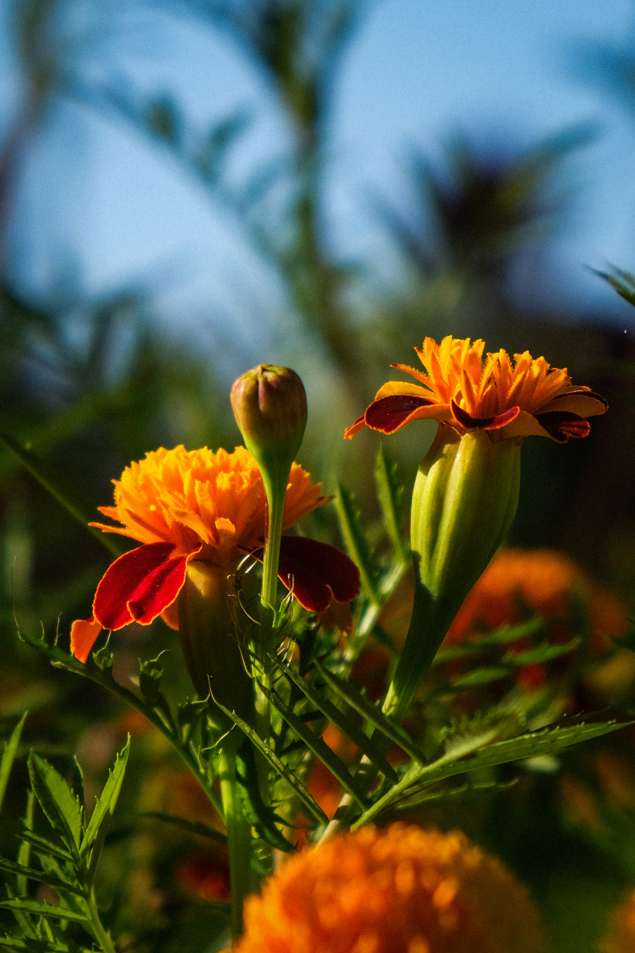 Zwei orange-rote Ringelblumen mit einer Knospe in einem Garten