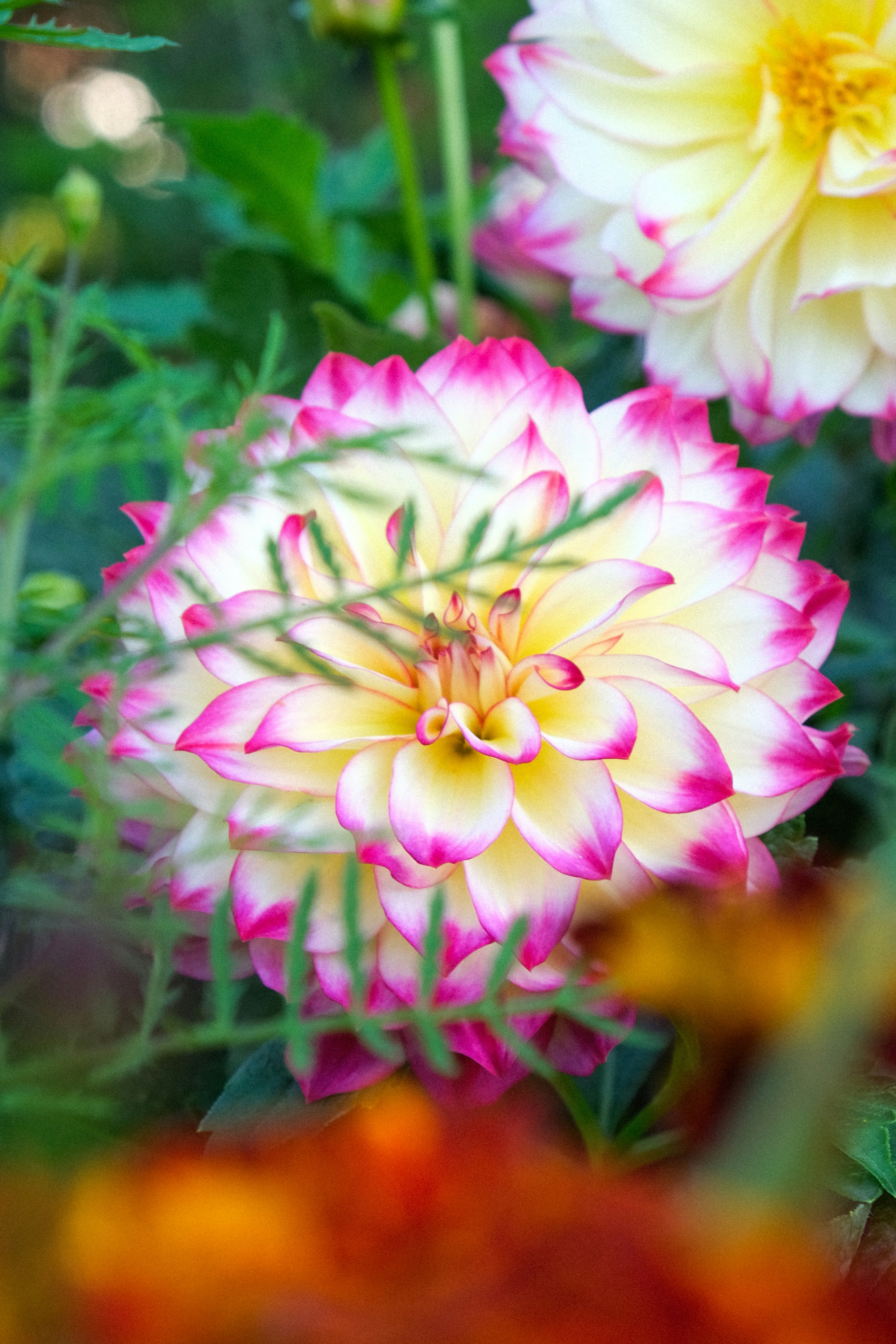 Eine Dahlienblüte mit cremefarbenen und rosa Blütenblättern hinter grünem Laub