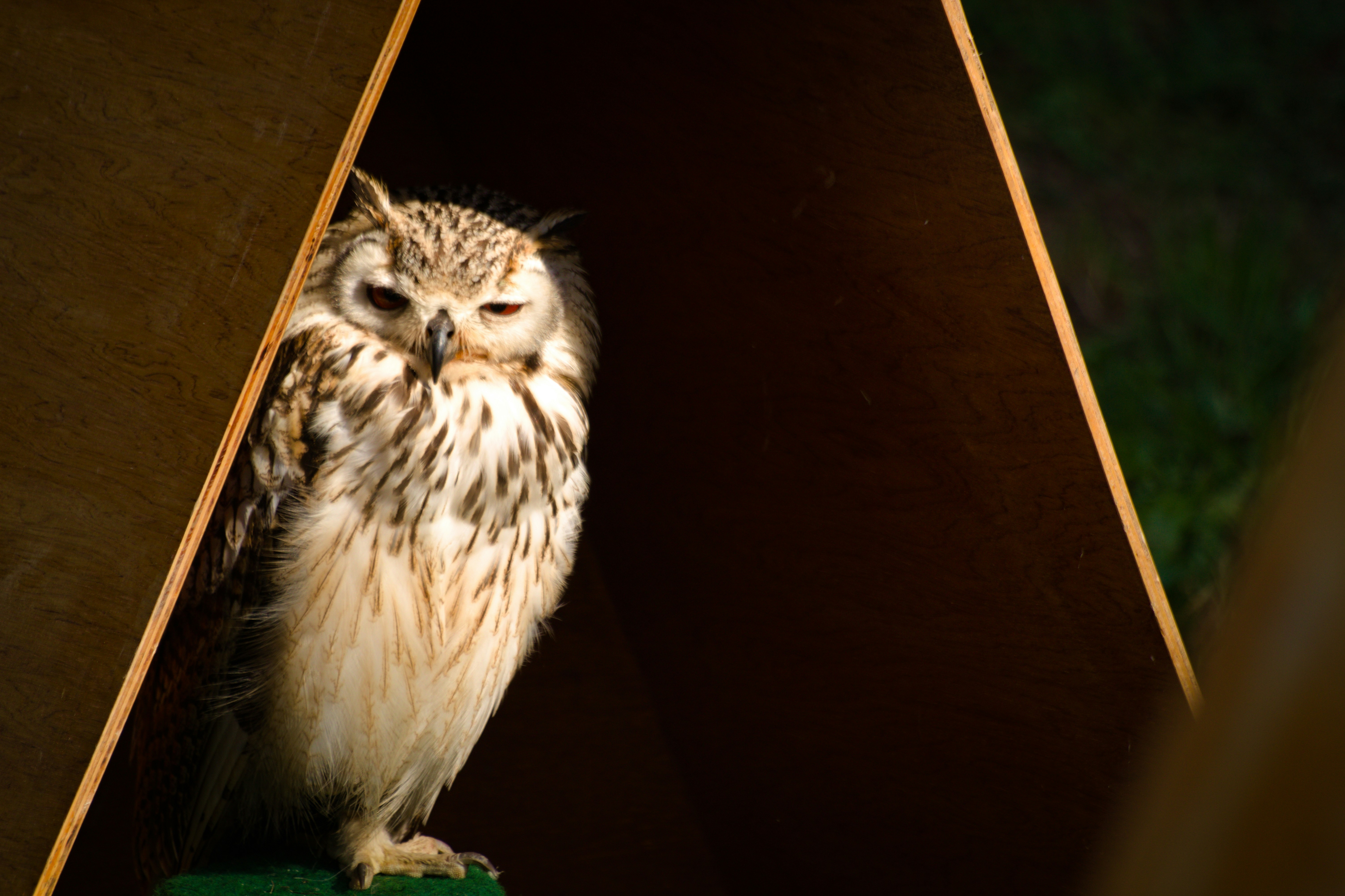 A brown and white owl with orange eyes inside a wooden shelter