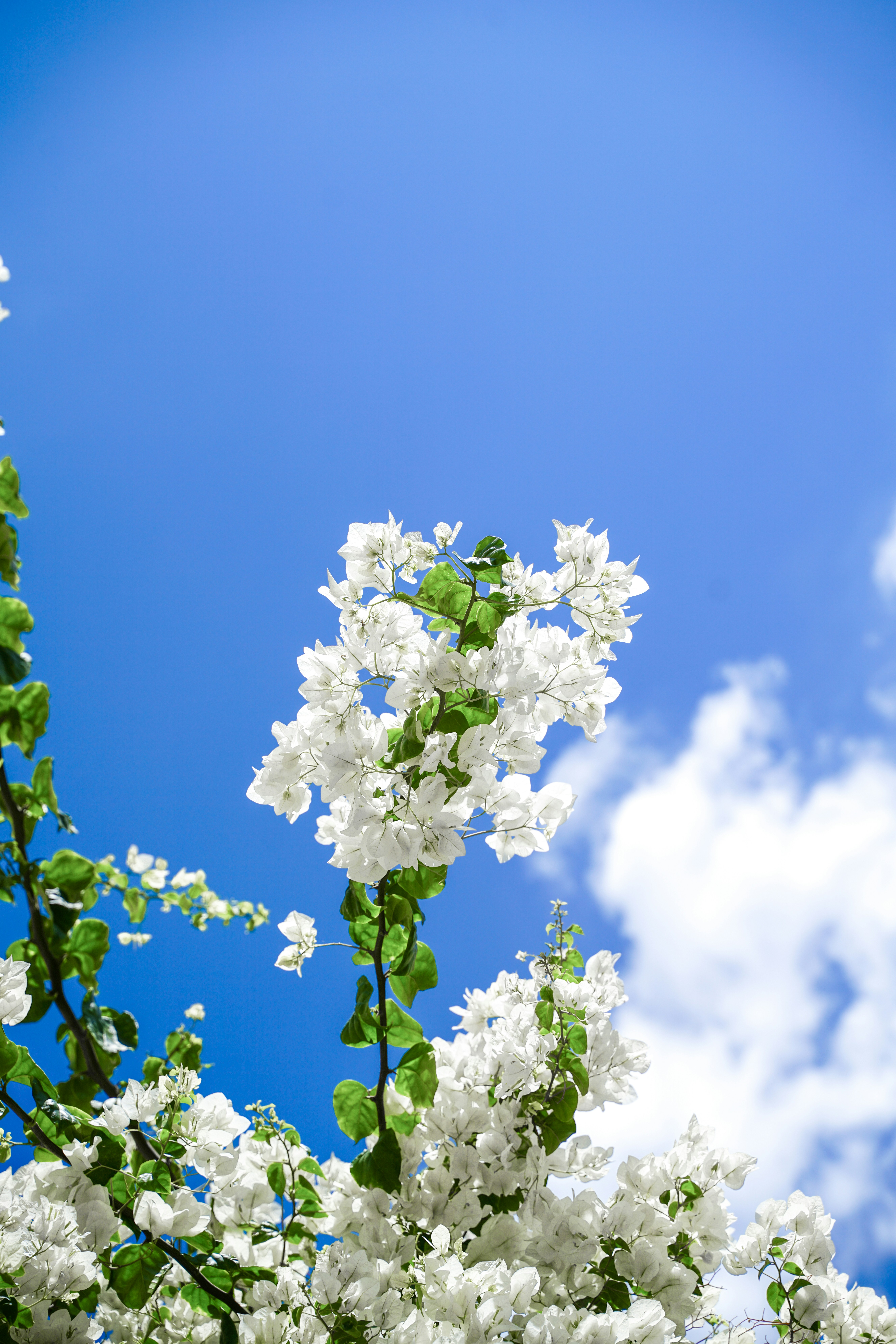 Des bougainvilliers blancs aux feuilles vertes sur un ciel bleu vif
