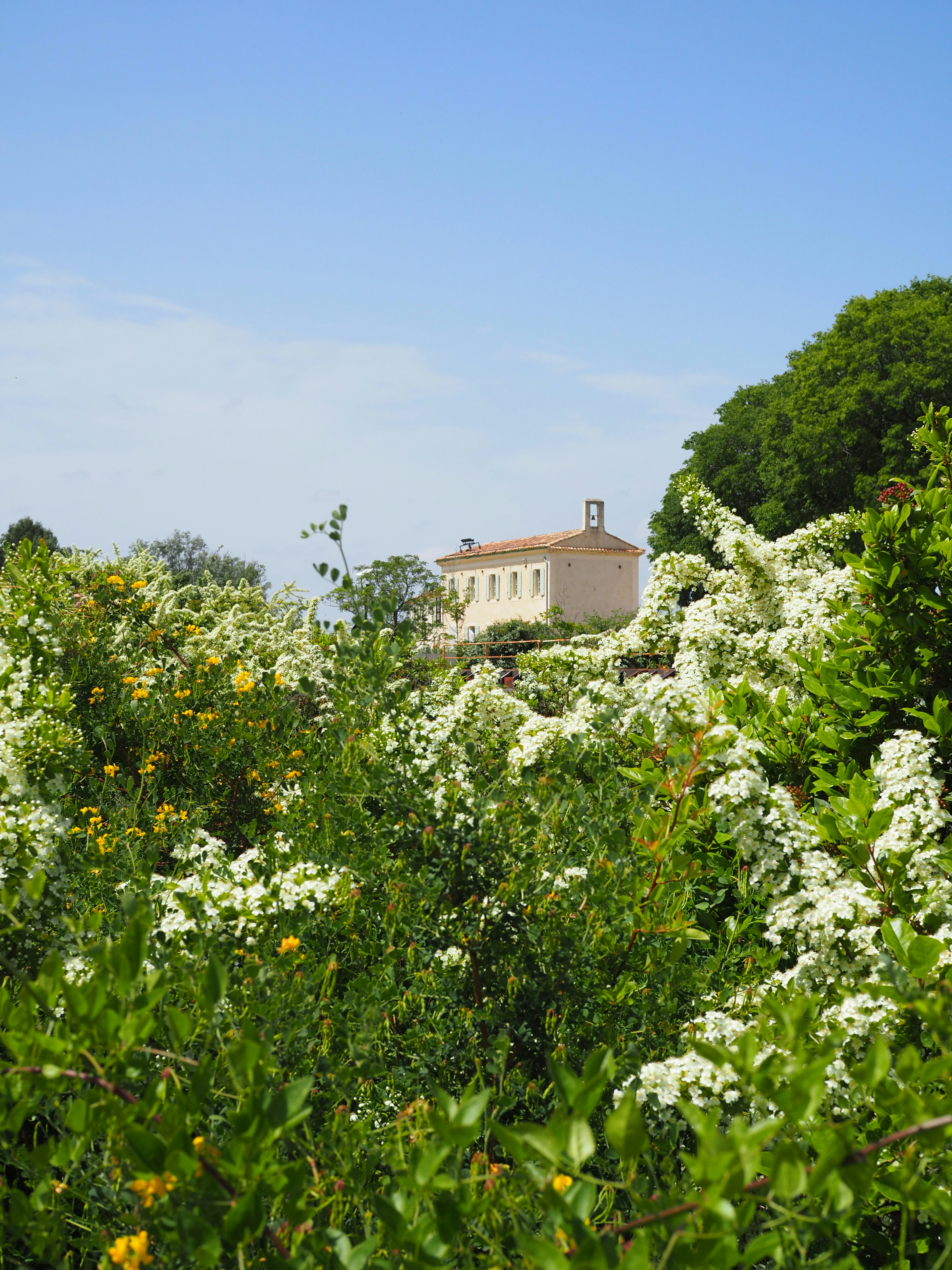 A stone building with a bell tower behind dense white flowering bushes