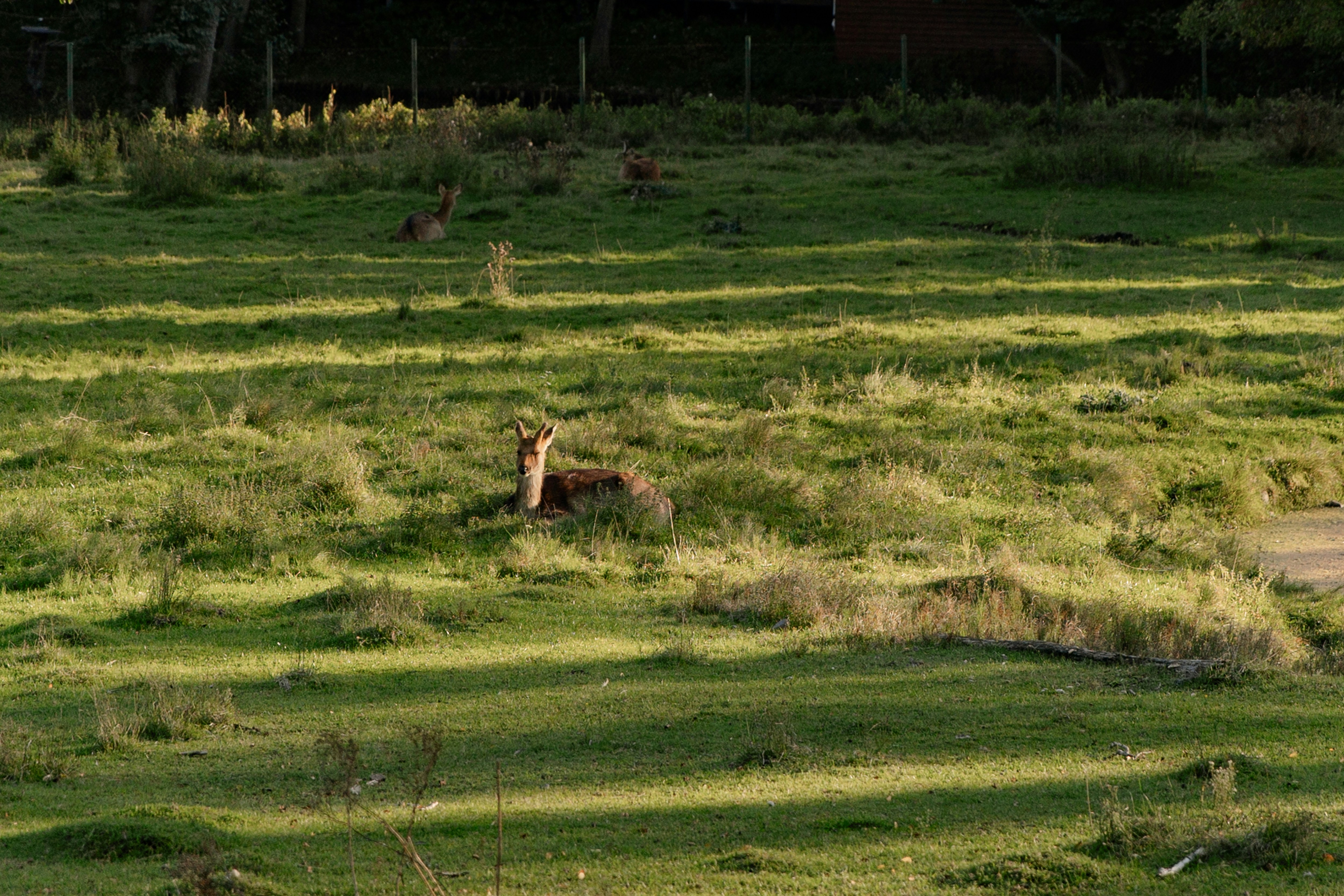 Three deer resting in a grassy meadow during the golden hour