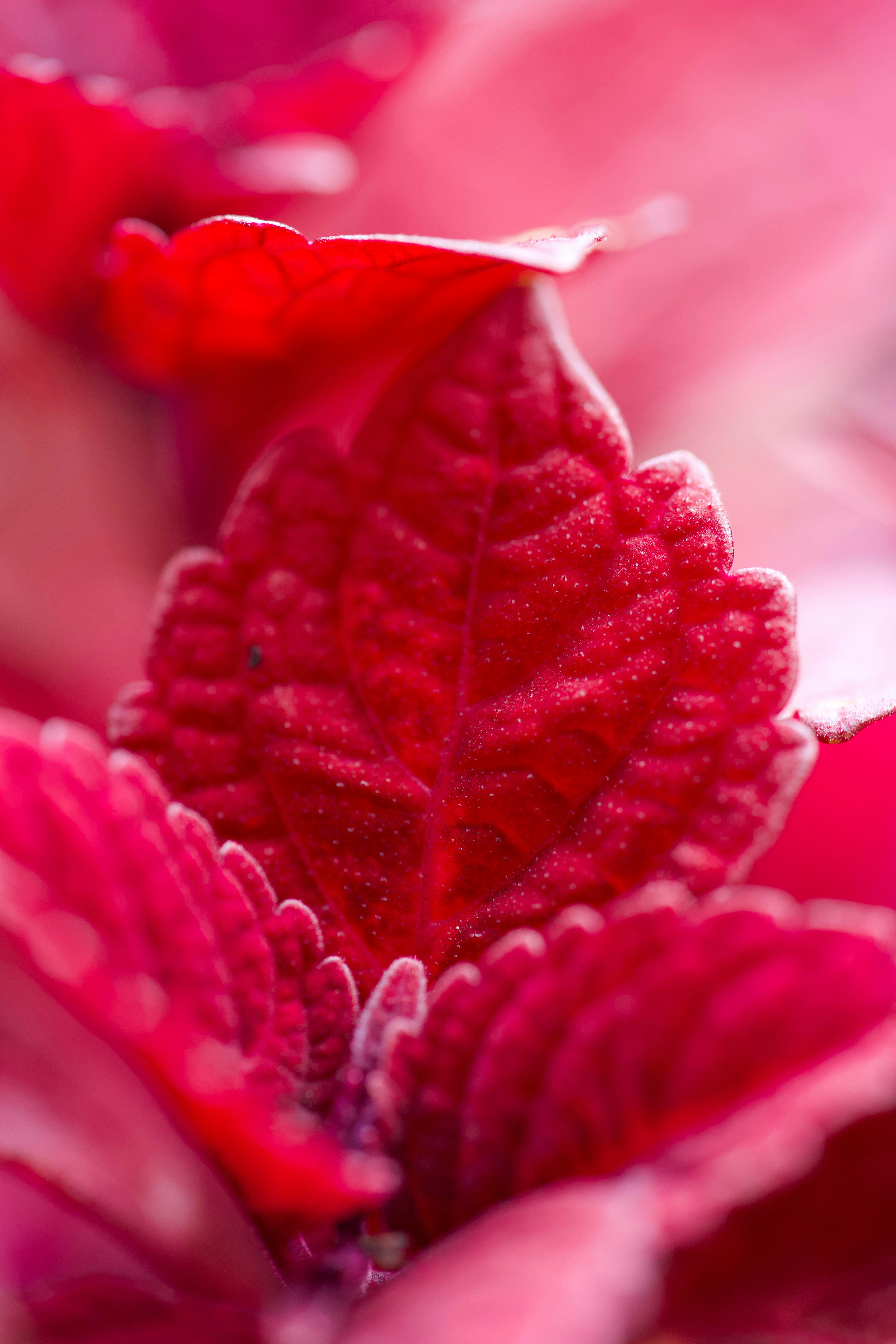 Fotomural Macro view of vibrant red coleus leaves with textured serrated edges
