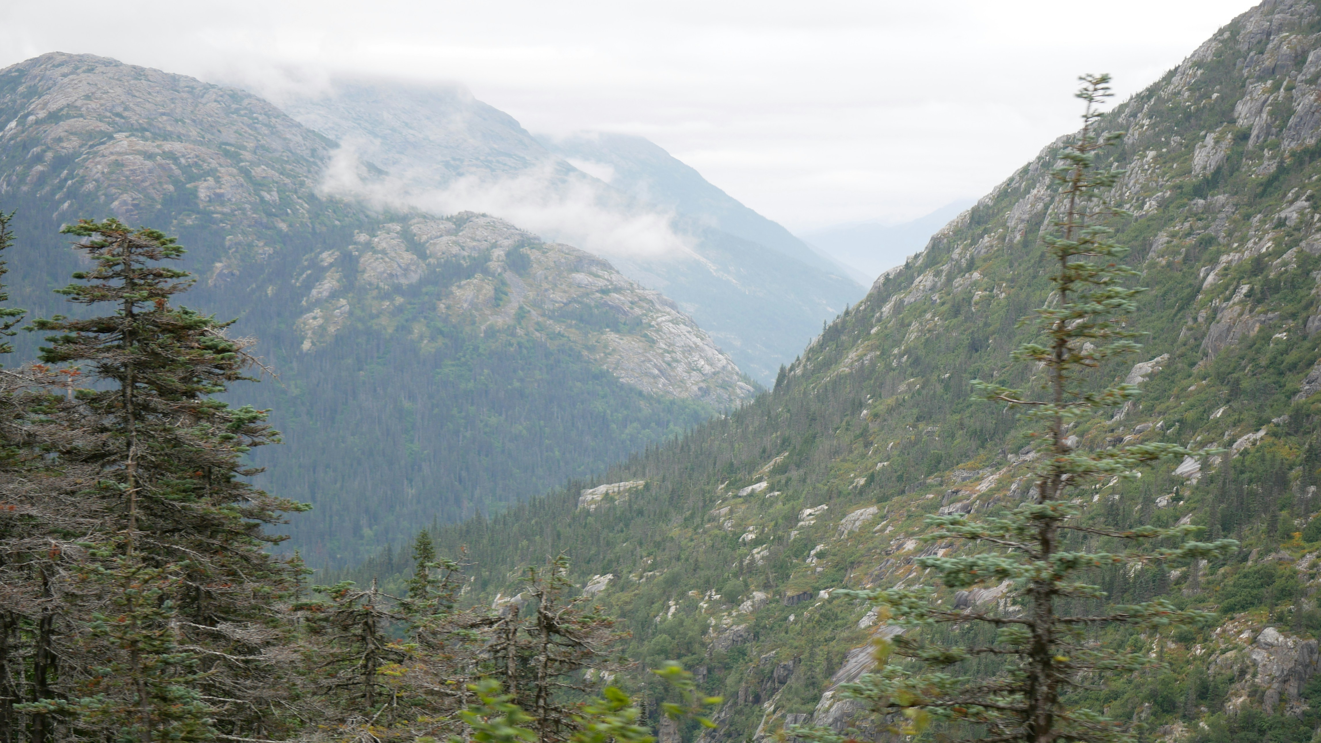 Coniferous trees in the foreground of a misty mountain valley with rocky slopes