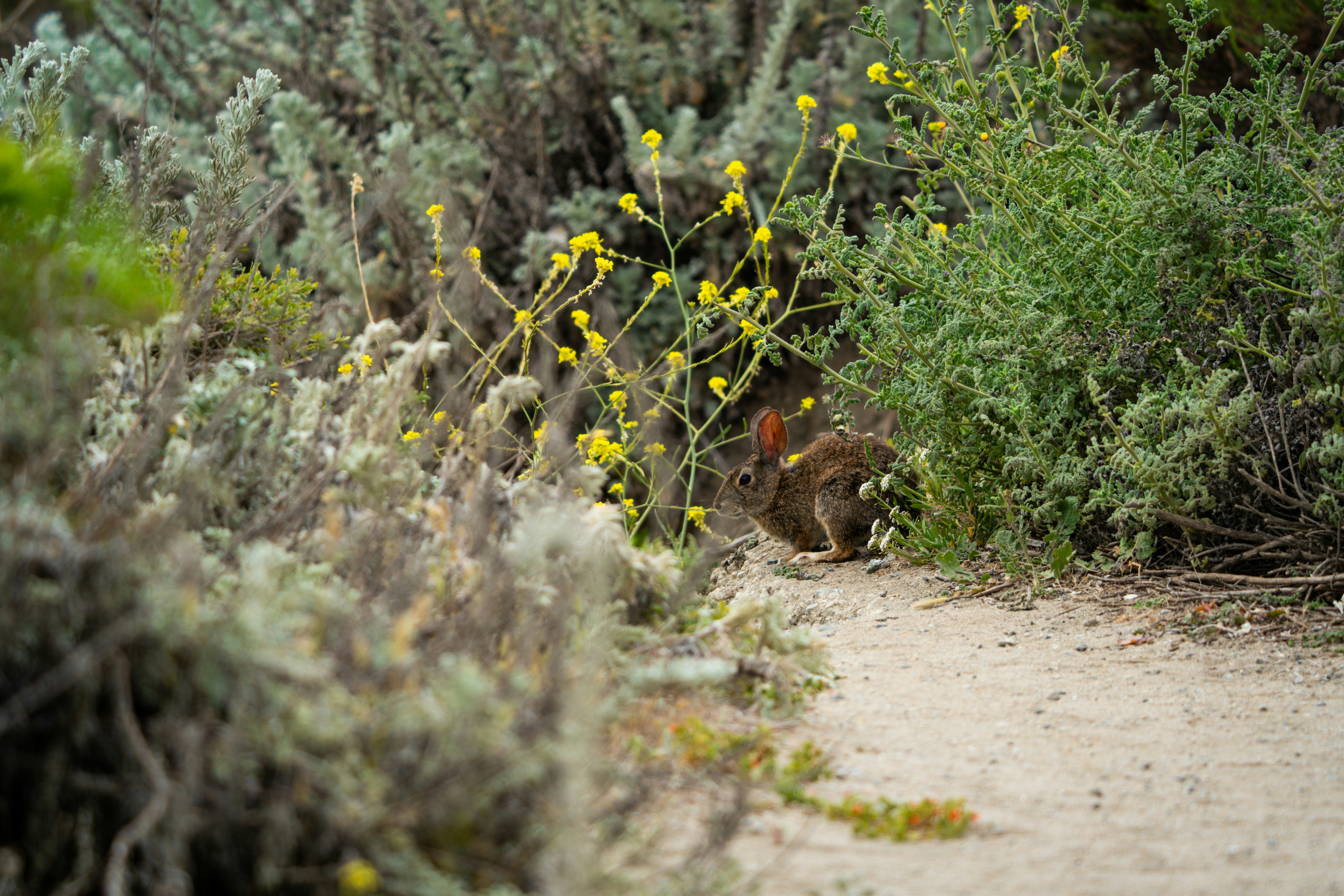 A brown rabbit crouching on a dirt path beside yellow wildflowers and green shrubs