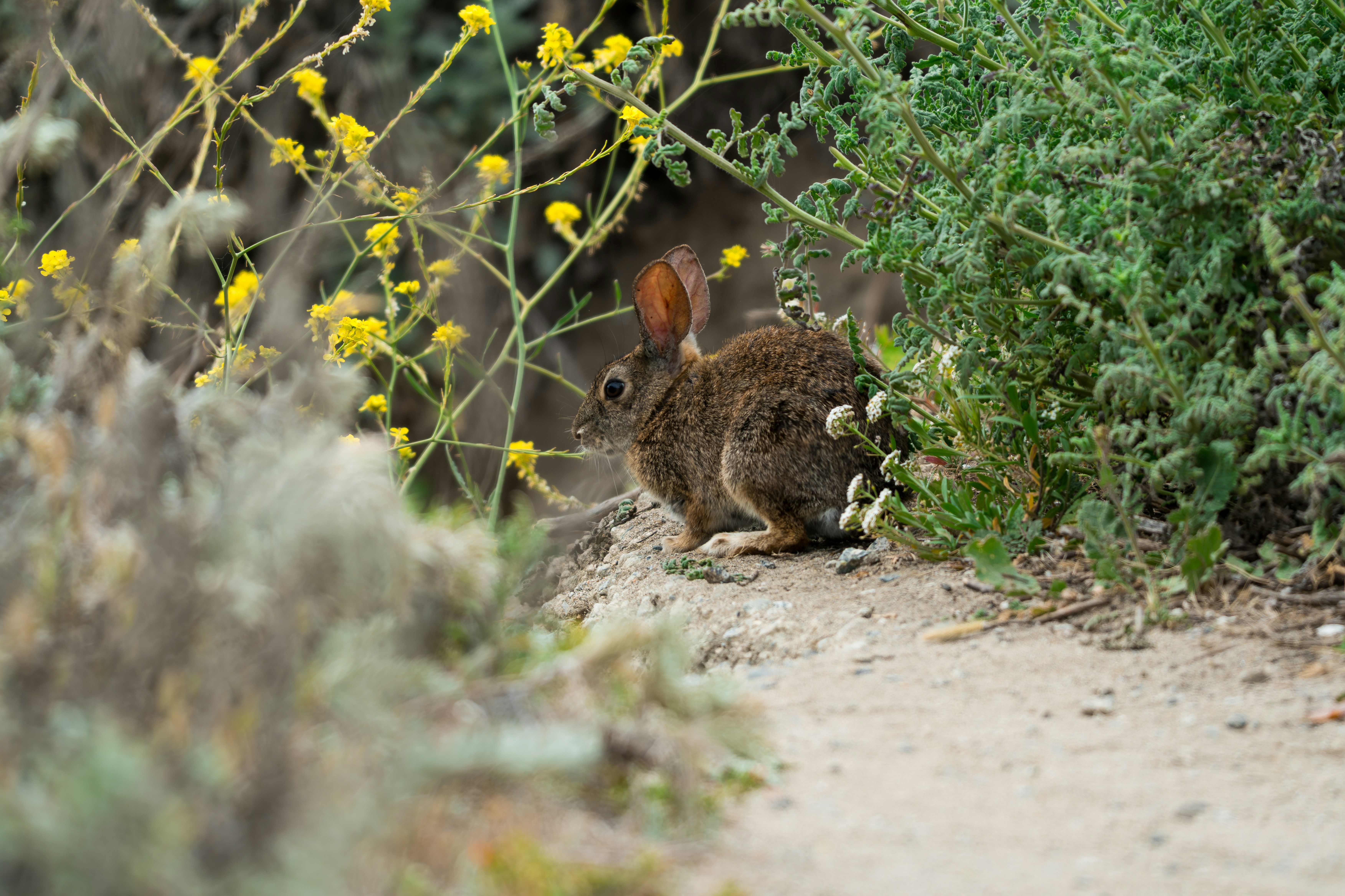 A brown rabbit crouching on a dirt path beside yellow wildflowers and green bushes