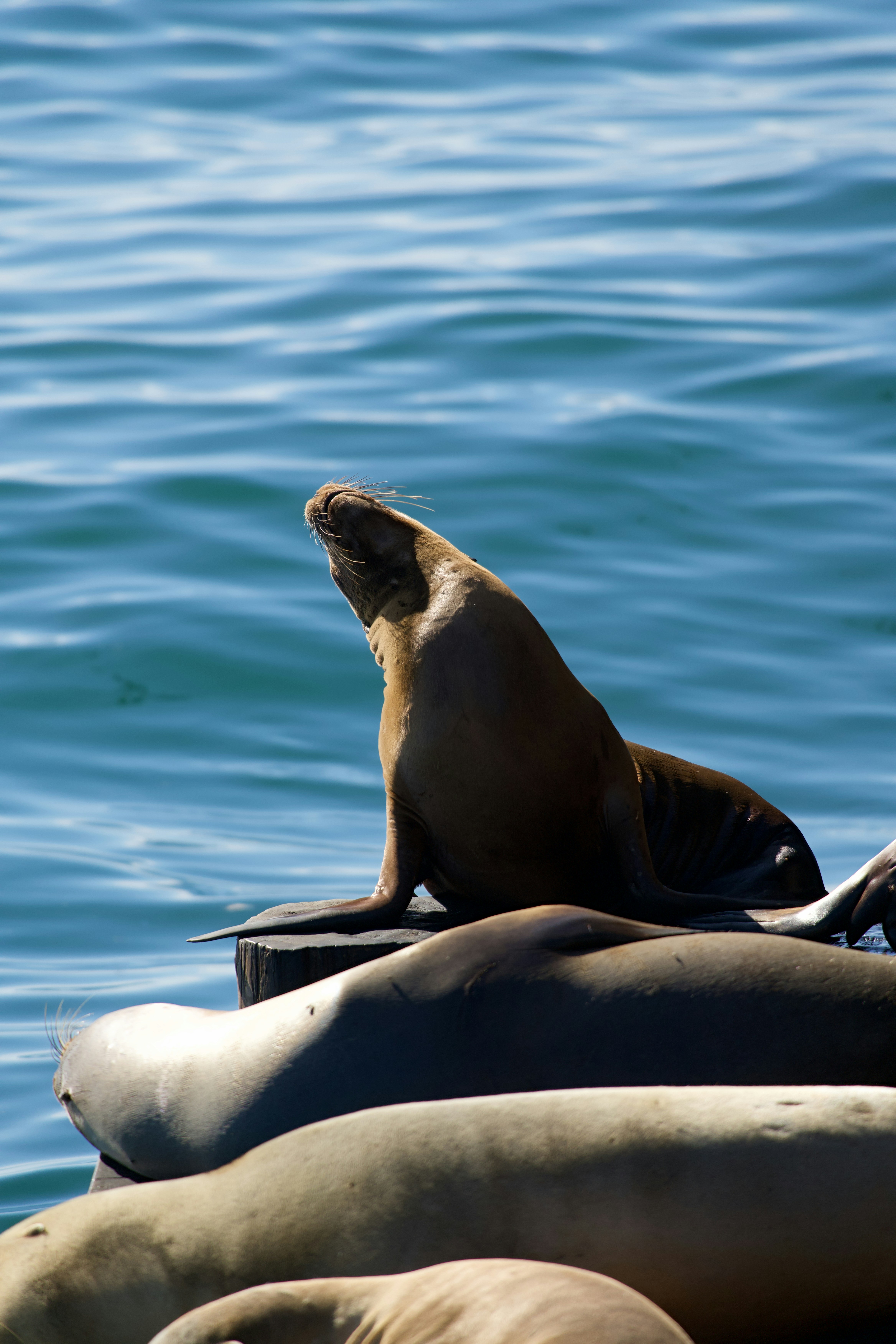 A sea lion with head tilted back on a wooden dock above blue water