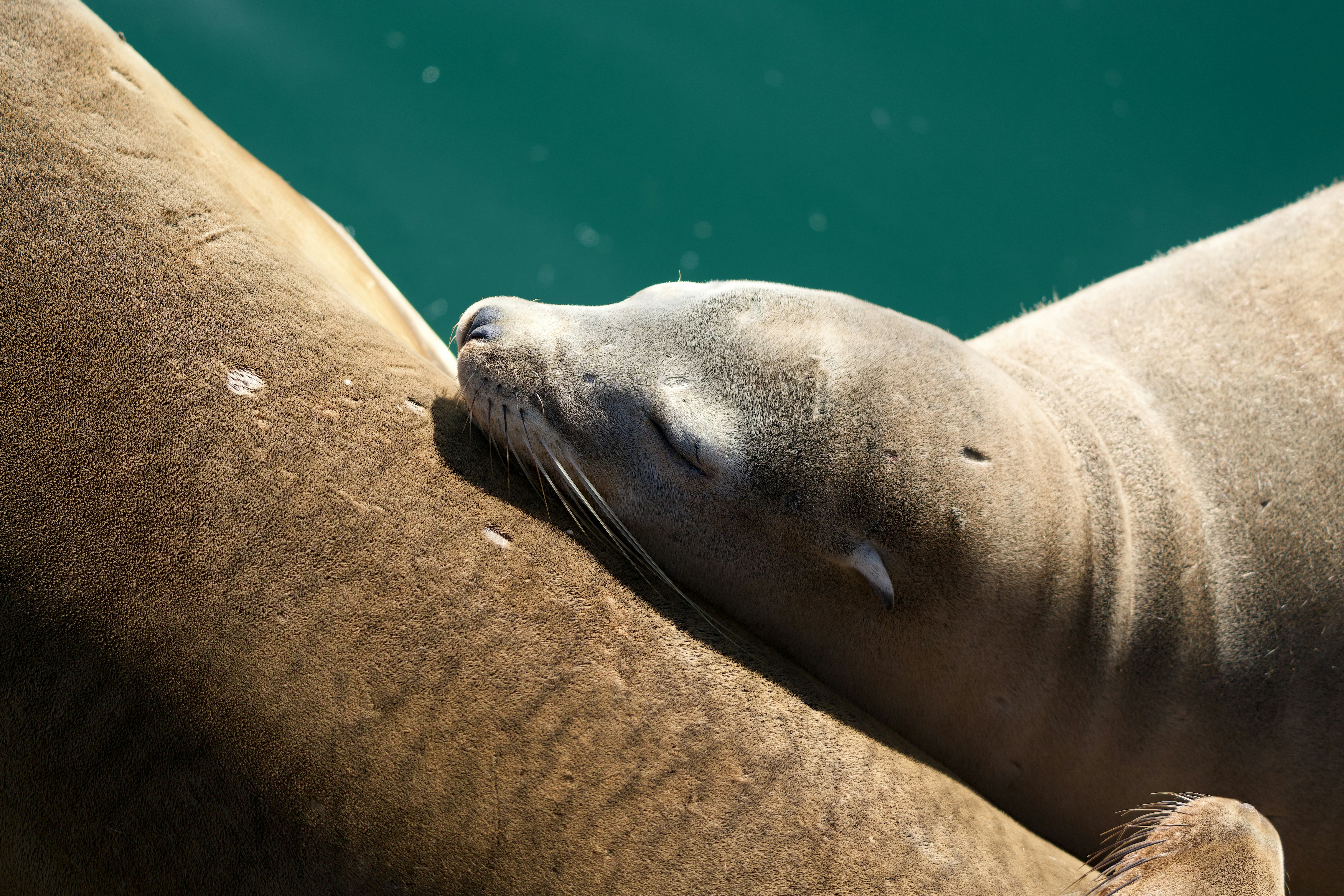 A sea lion resting its head on another sea lion above dark green water