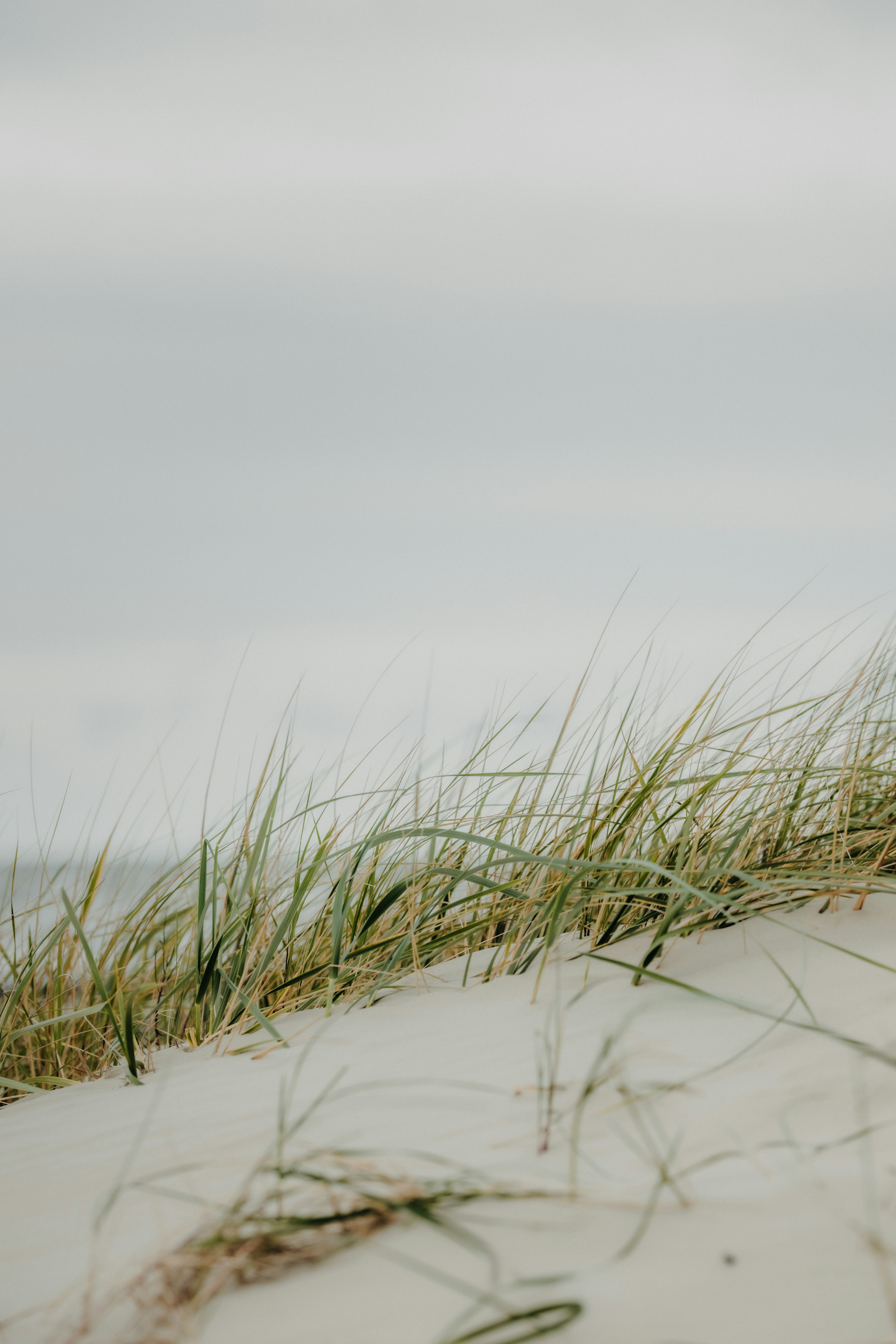 Green beach grass growing on a white sand dune under a grey sky