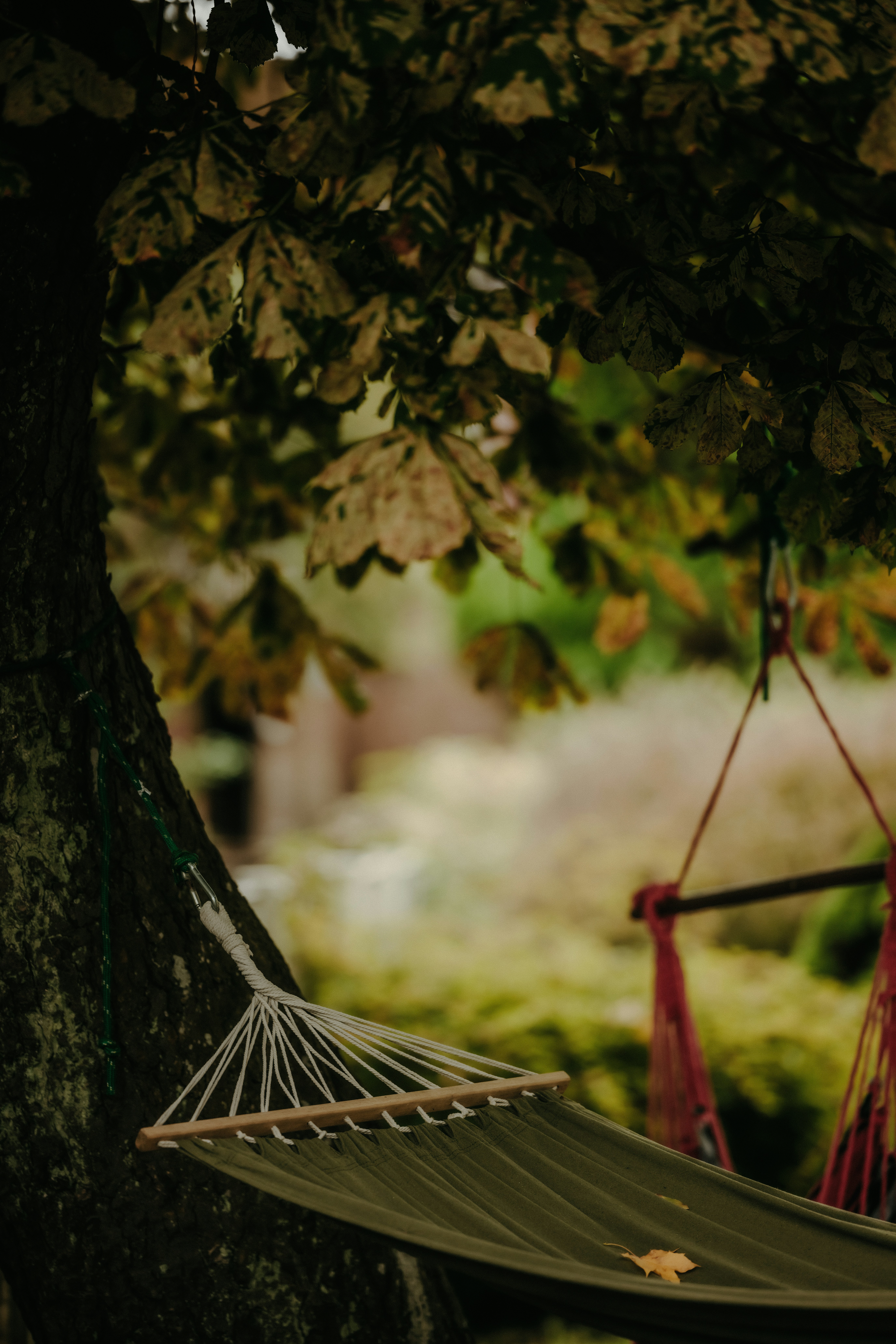 A green hammock hanging from a tree with autumn leaves in a garden