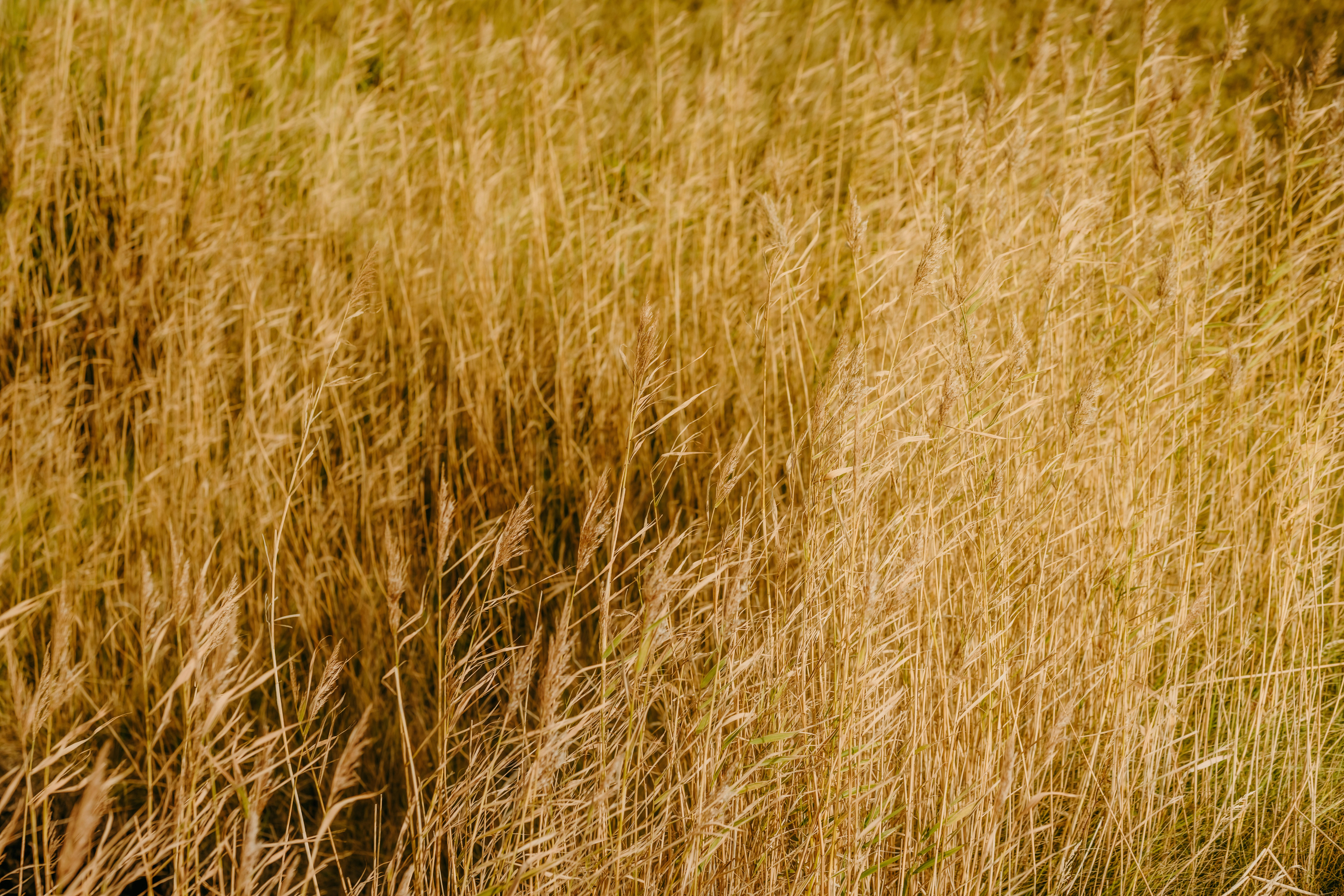 Tall golden reeds swaying in a field under warm sunlight
