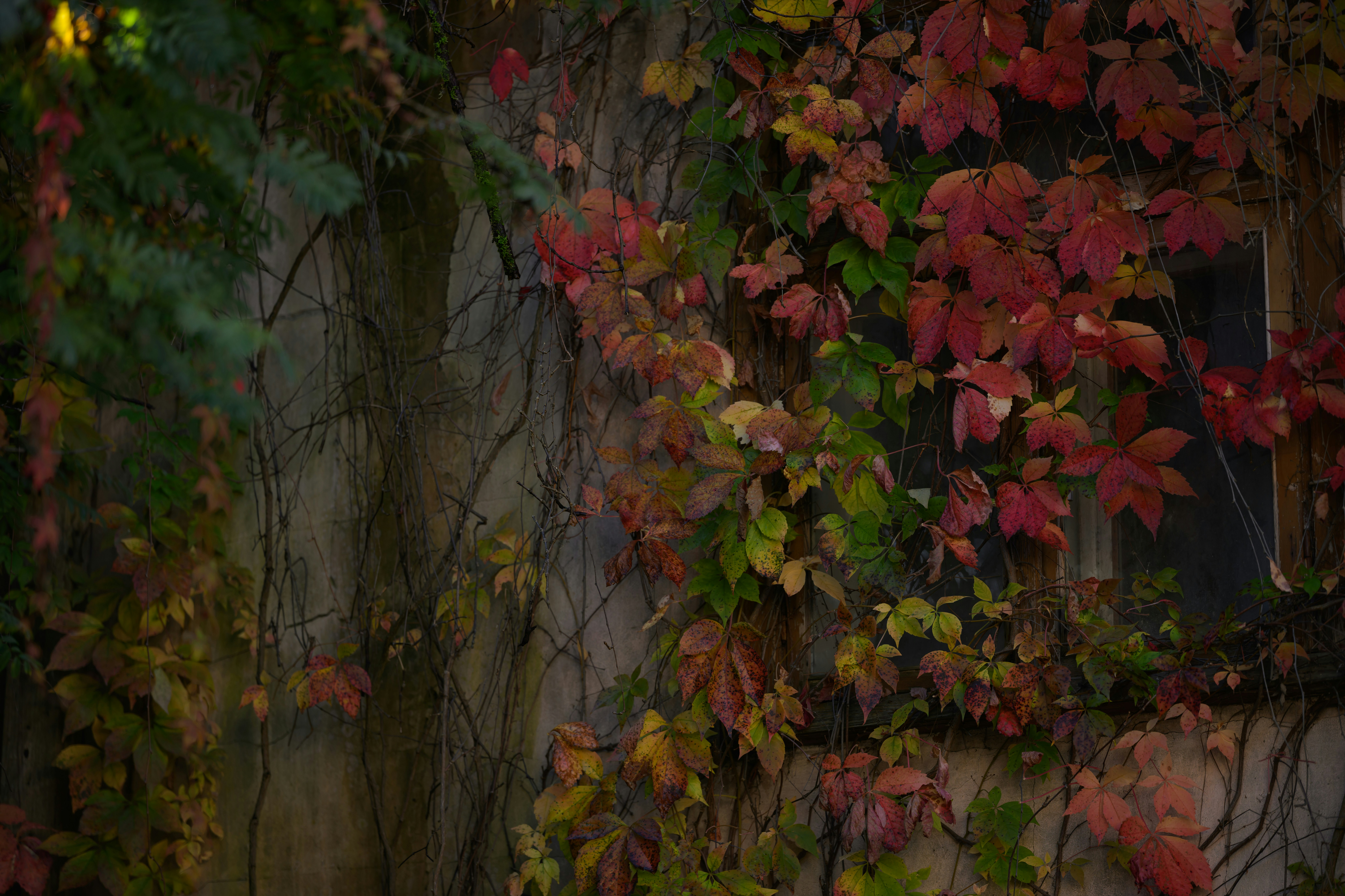 Vibrant red and green autumn leaves climbing a weathered stone wall near a window