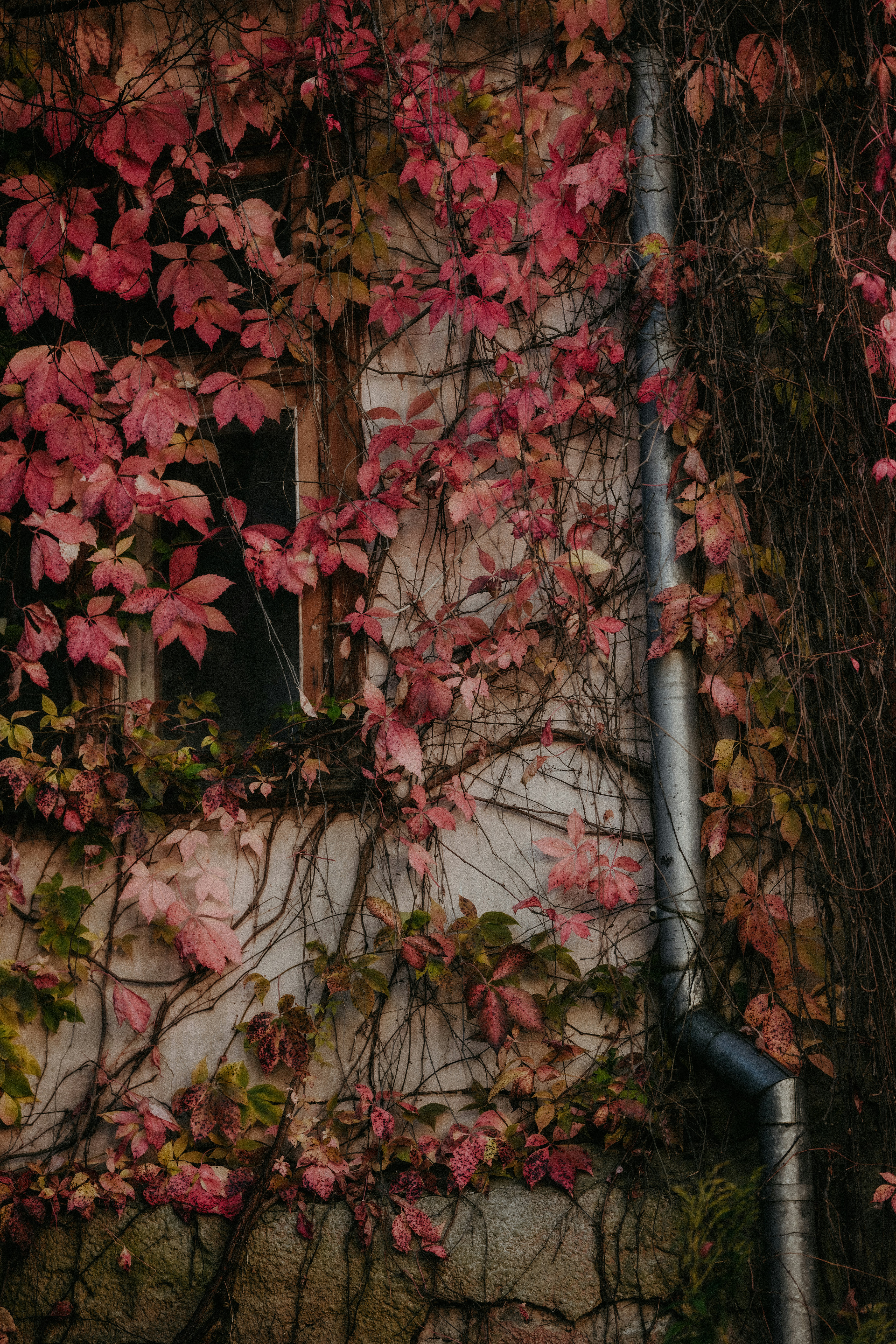 Red autumn leaves of Virginia creeper climbing a weathered wall with a metal pipe