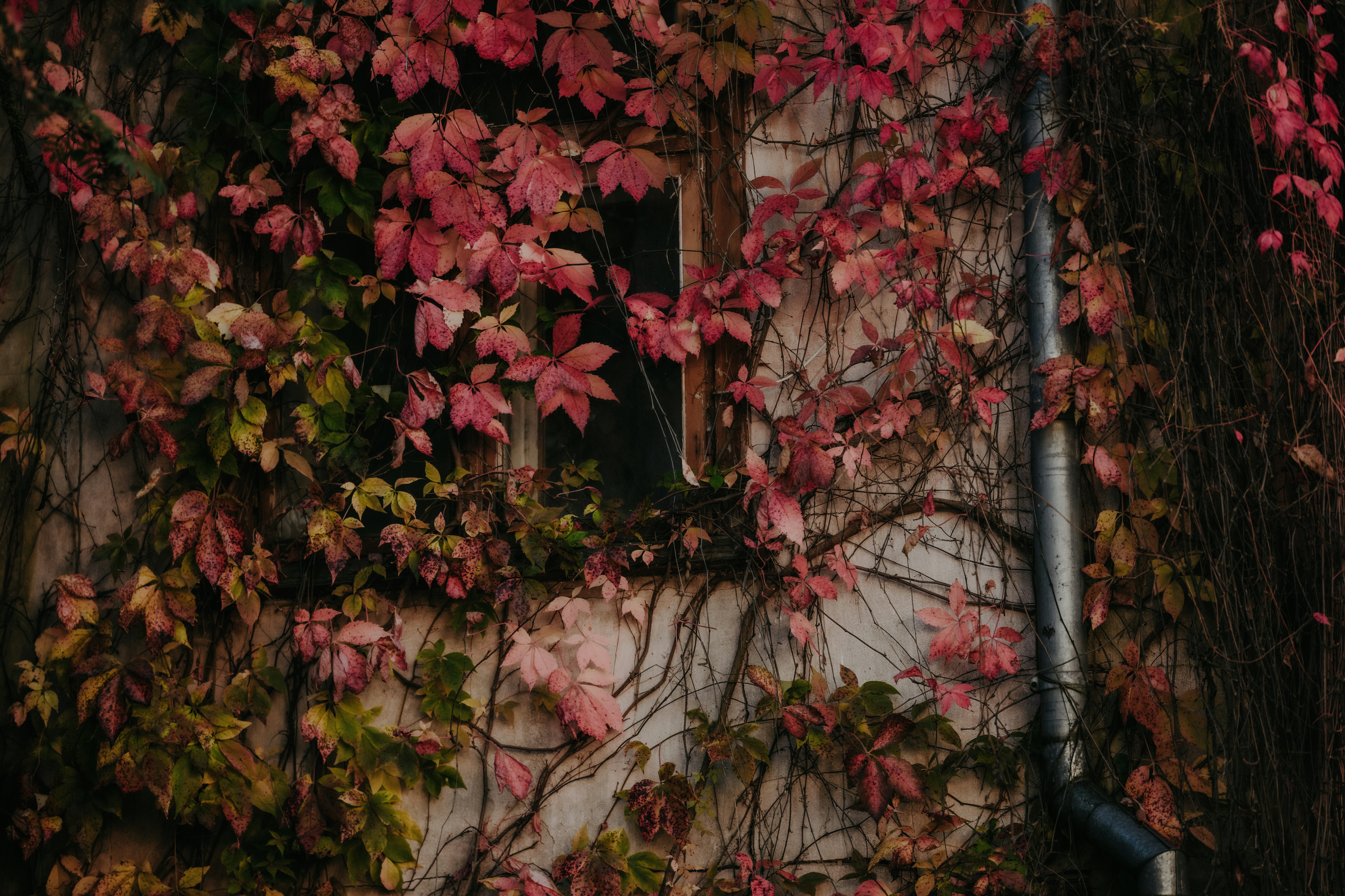 A window on a wall covered in red and green autumn vines