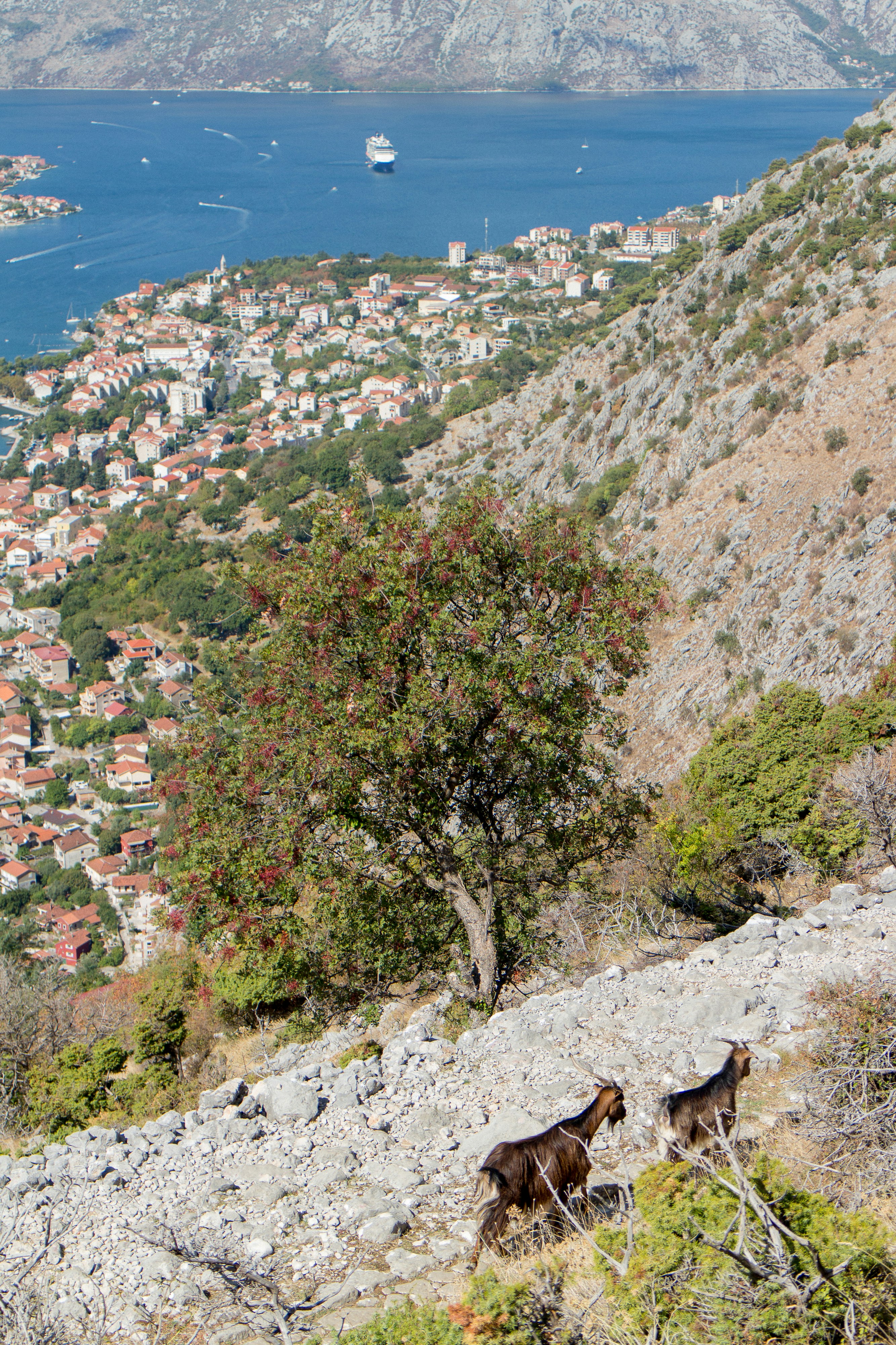 Two goats on a rocky mountain slope overlooking a coastal town and bay