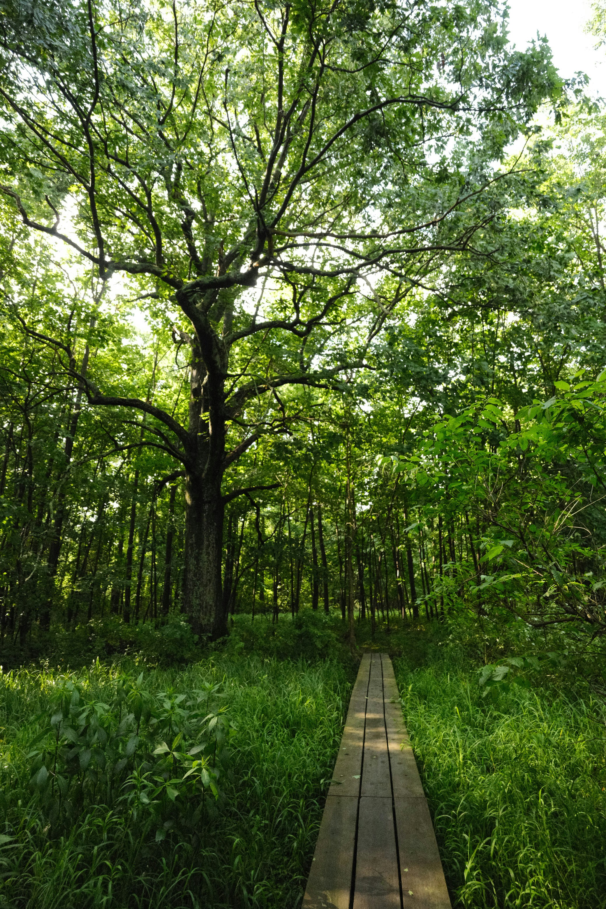 Sentier du Lac de Lamoura — Lamoura