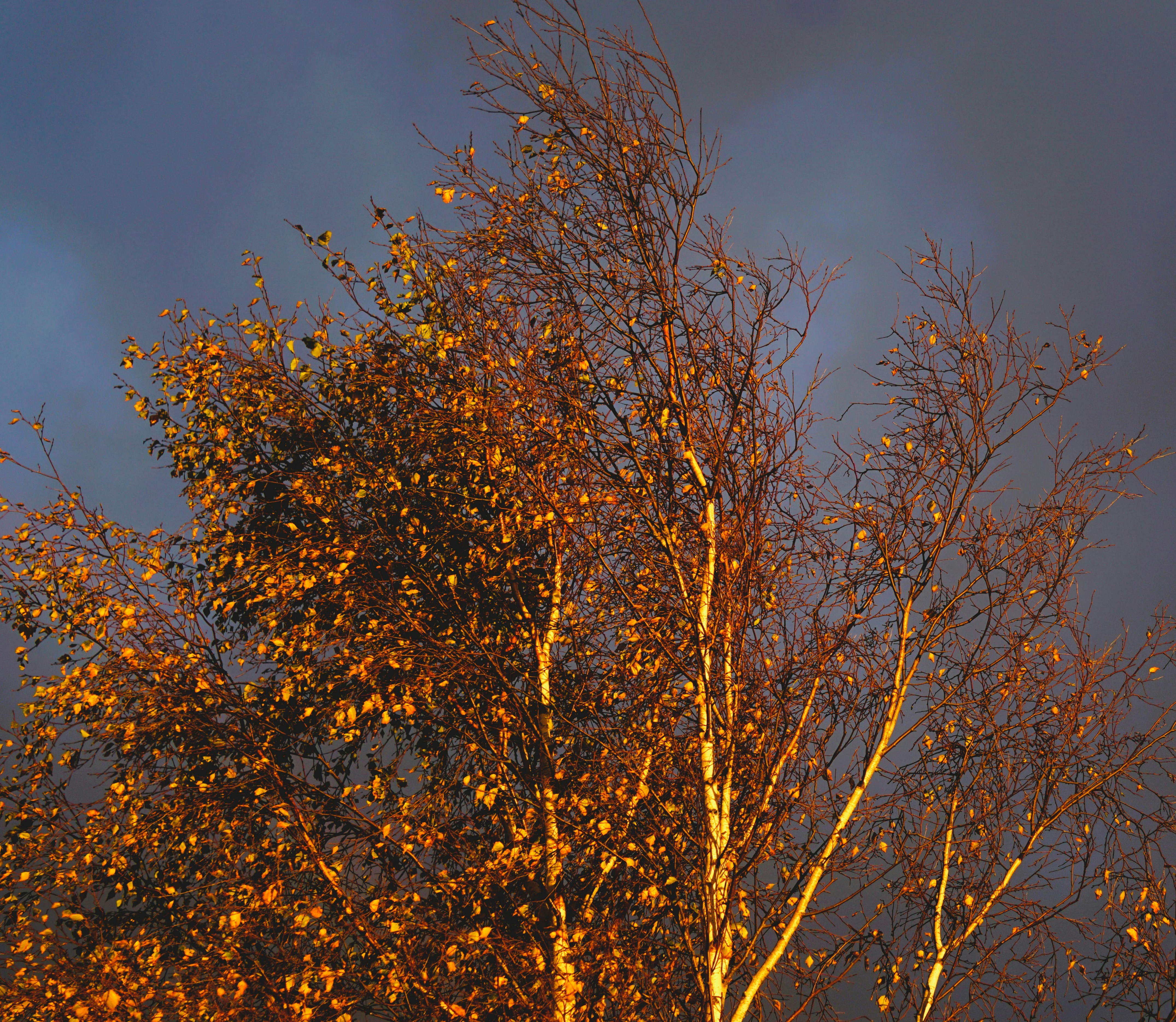 Eine Birke mit goldenen Herbstblättern vor einem dunkelblauen Himmel