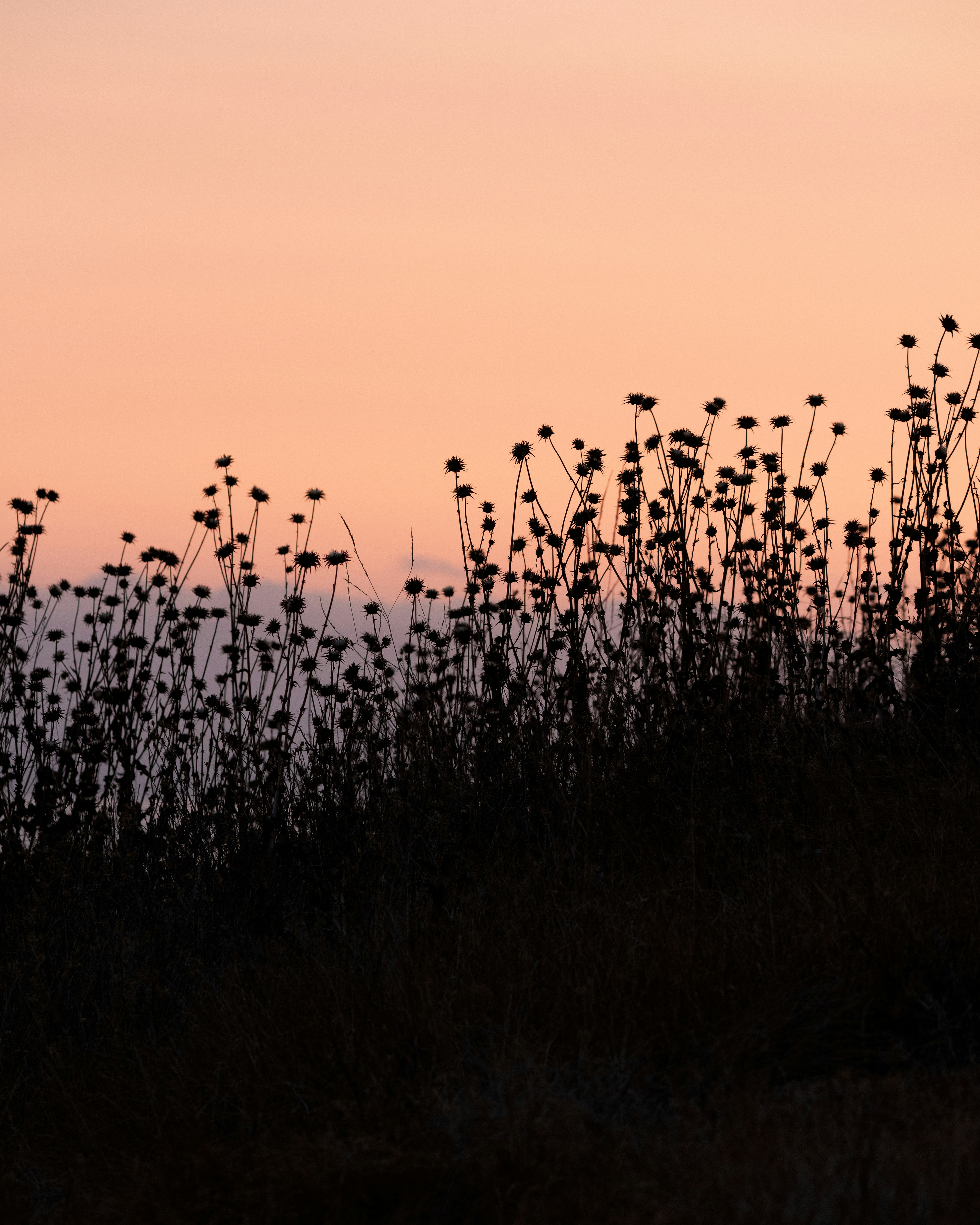 Silhouettes of spiky thistles against a soft peach colored sky