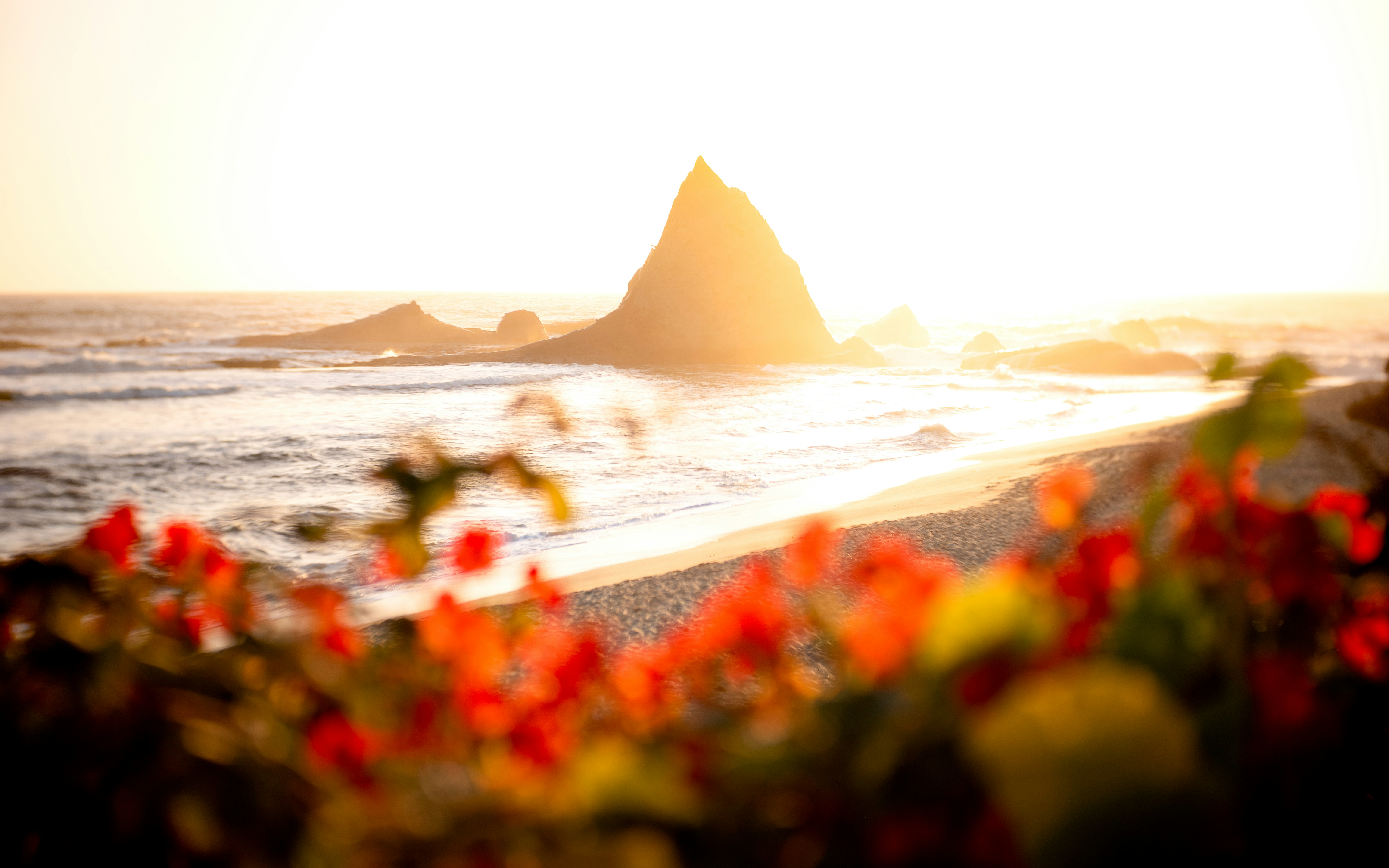 Red flowers in the foreground overlooking a sandy beach with rocky sea stacks