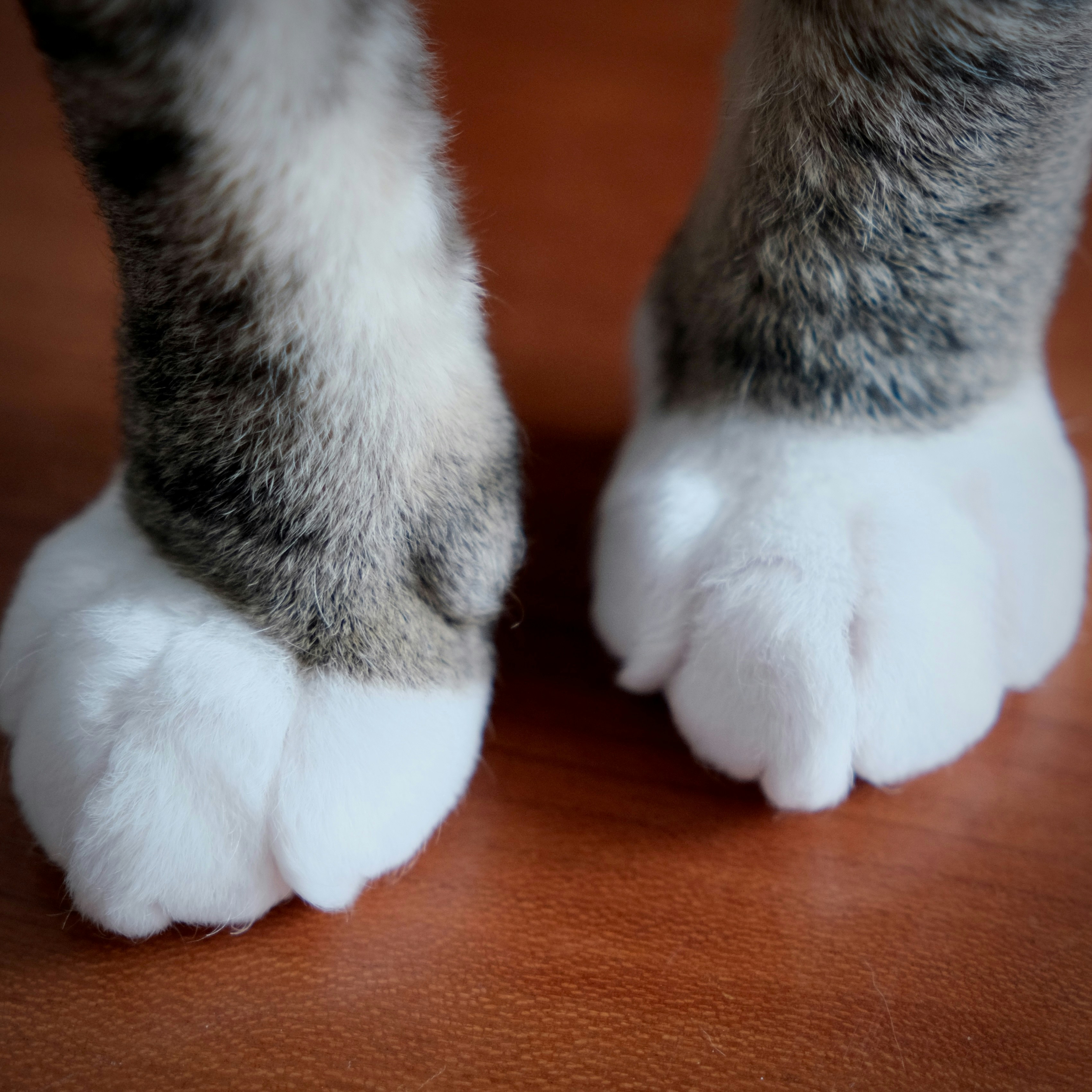 Sur le Bout des Pattes (La Marre) — La Marre
