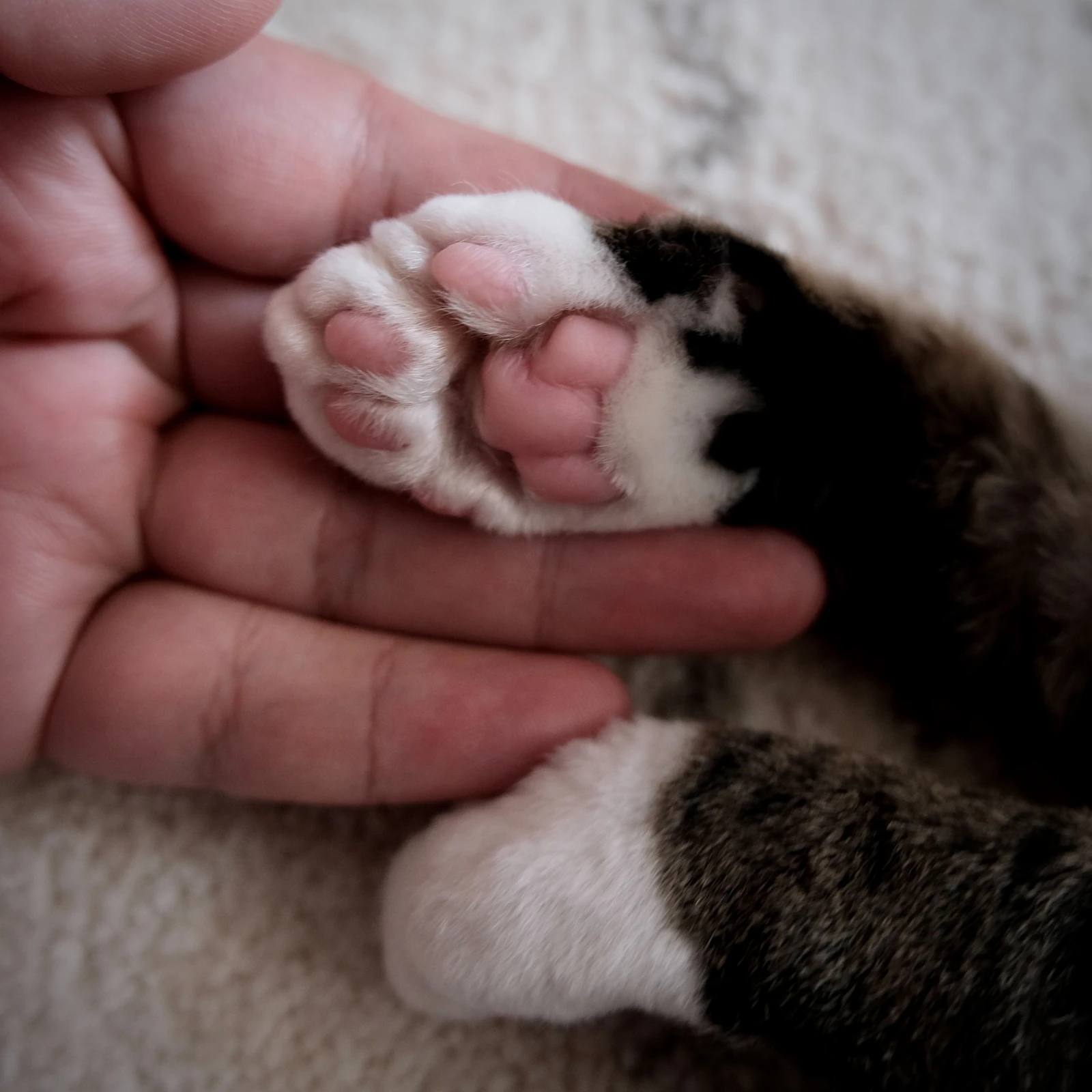 Mano sosteniendo con cuidado la pata de un gato