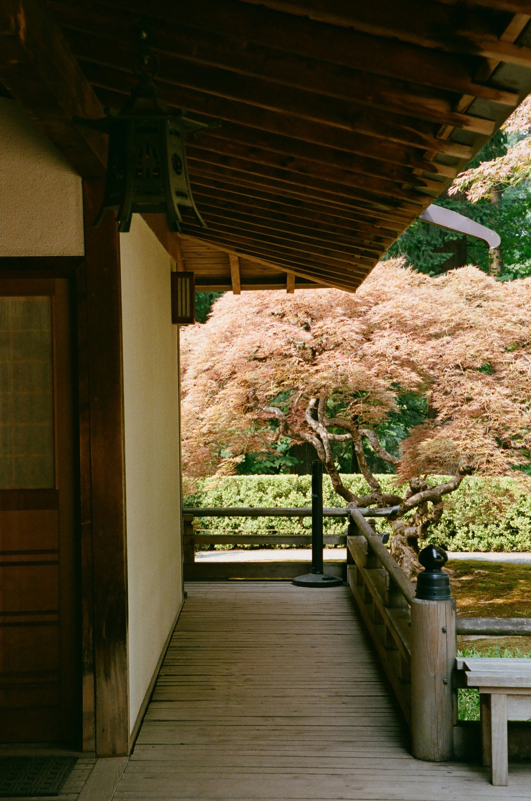 A wooden veranda with a hanging lantern beside a Japanese maple tree