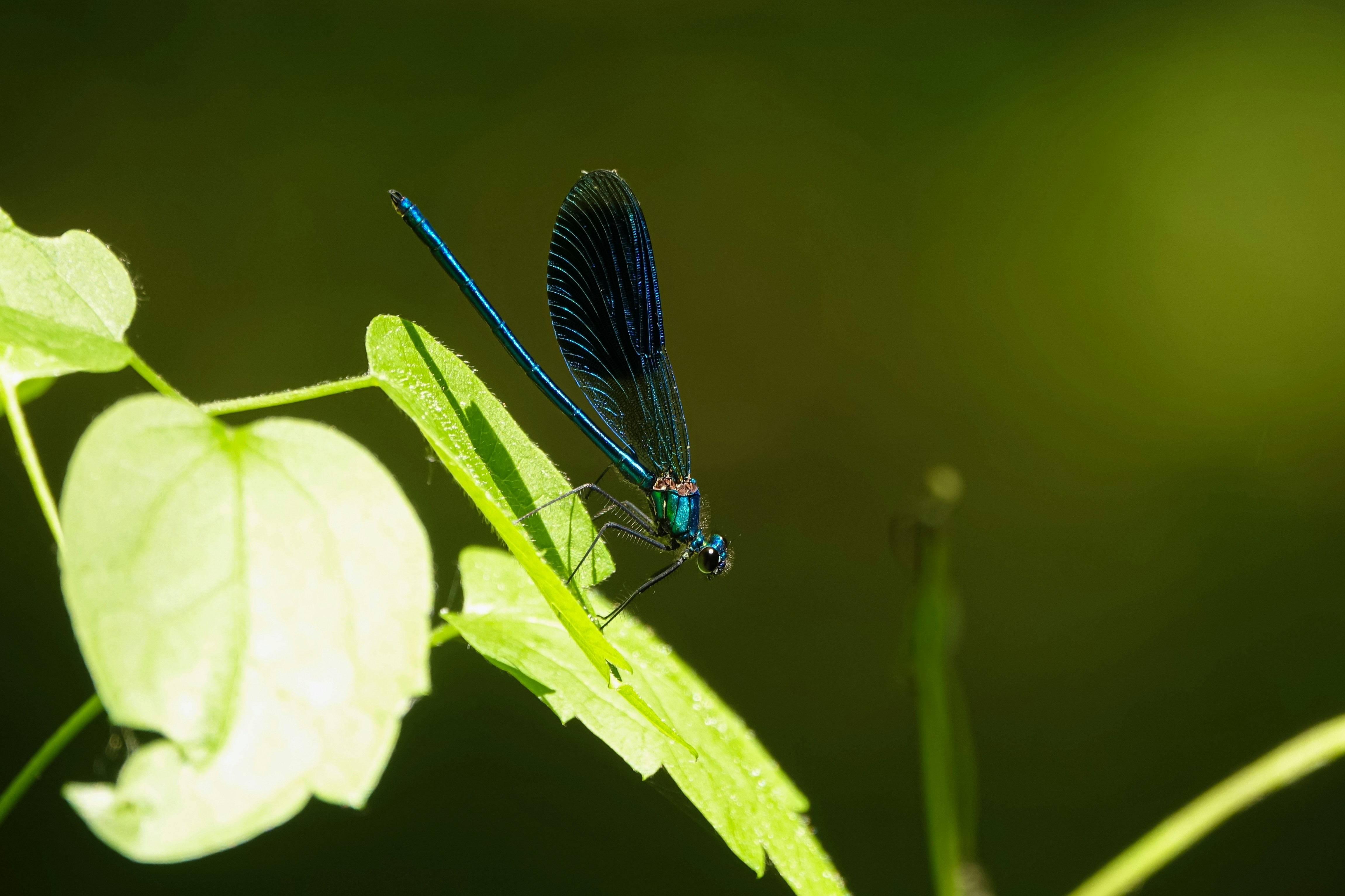 A metallic blue damselfly perched on a bright green leaf against a dark background