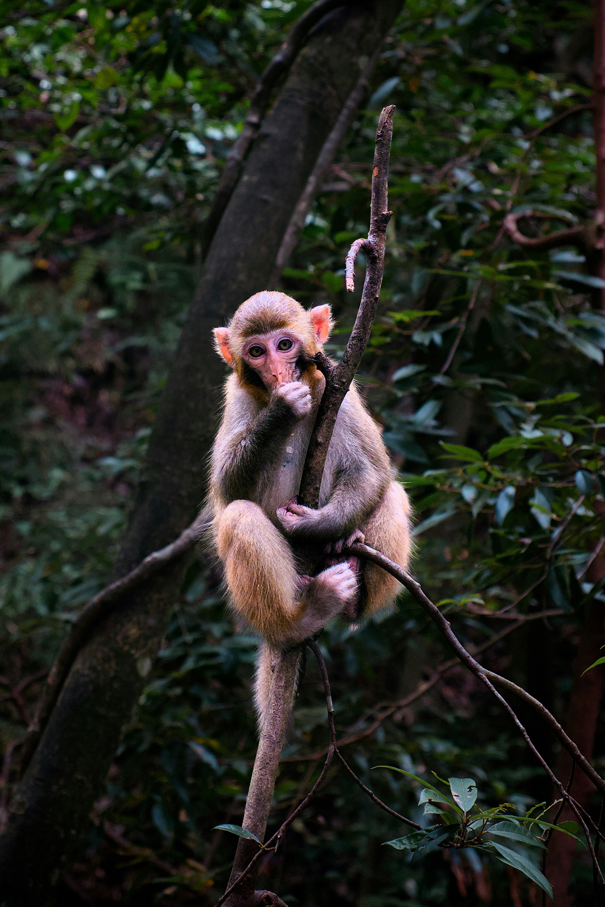 Un pequeño mono macaco aferrado a una rama delgada en un bosque