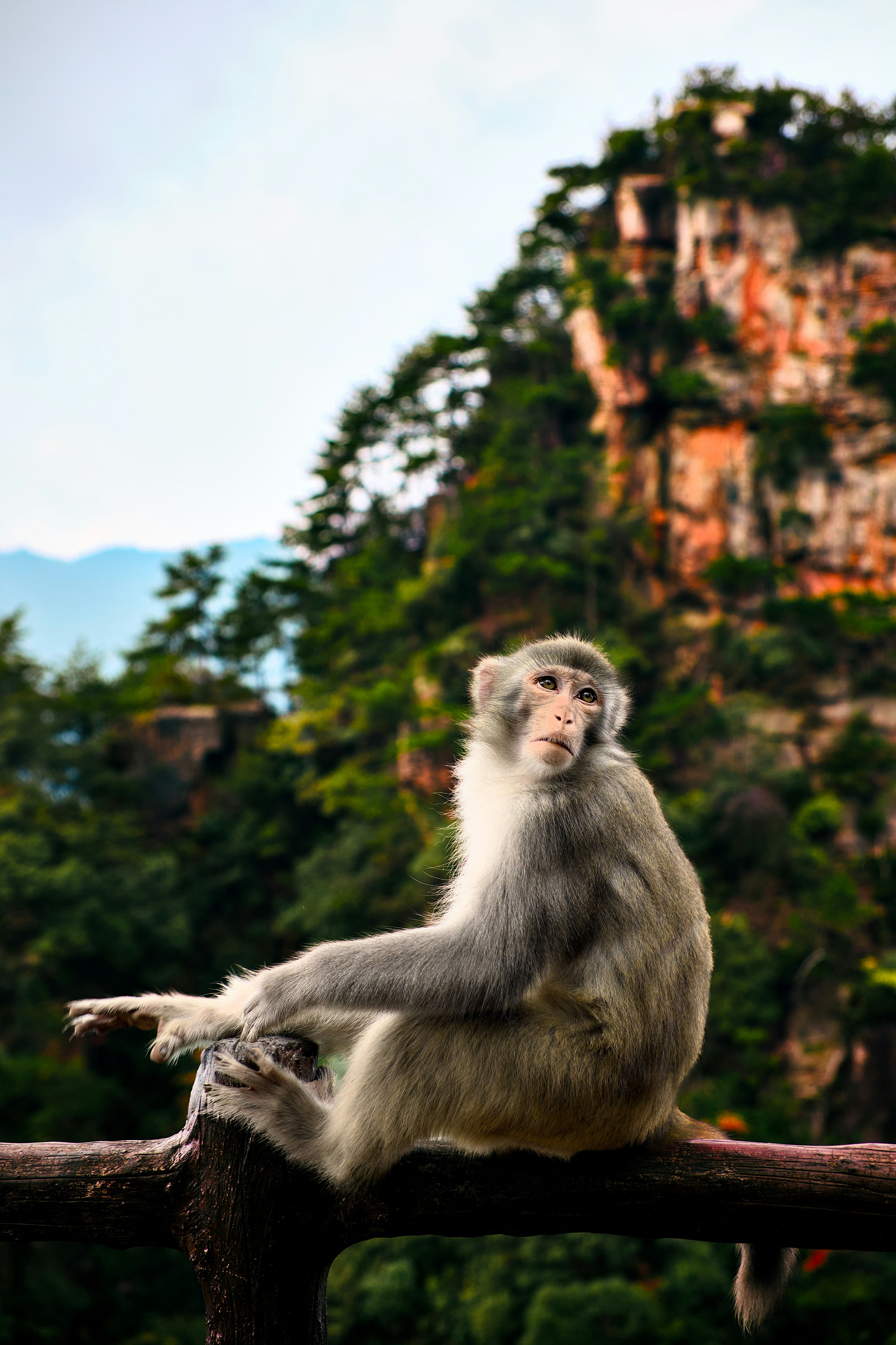 Un macaco posado en una barandilla de madera ante un acantilado boscoso