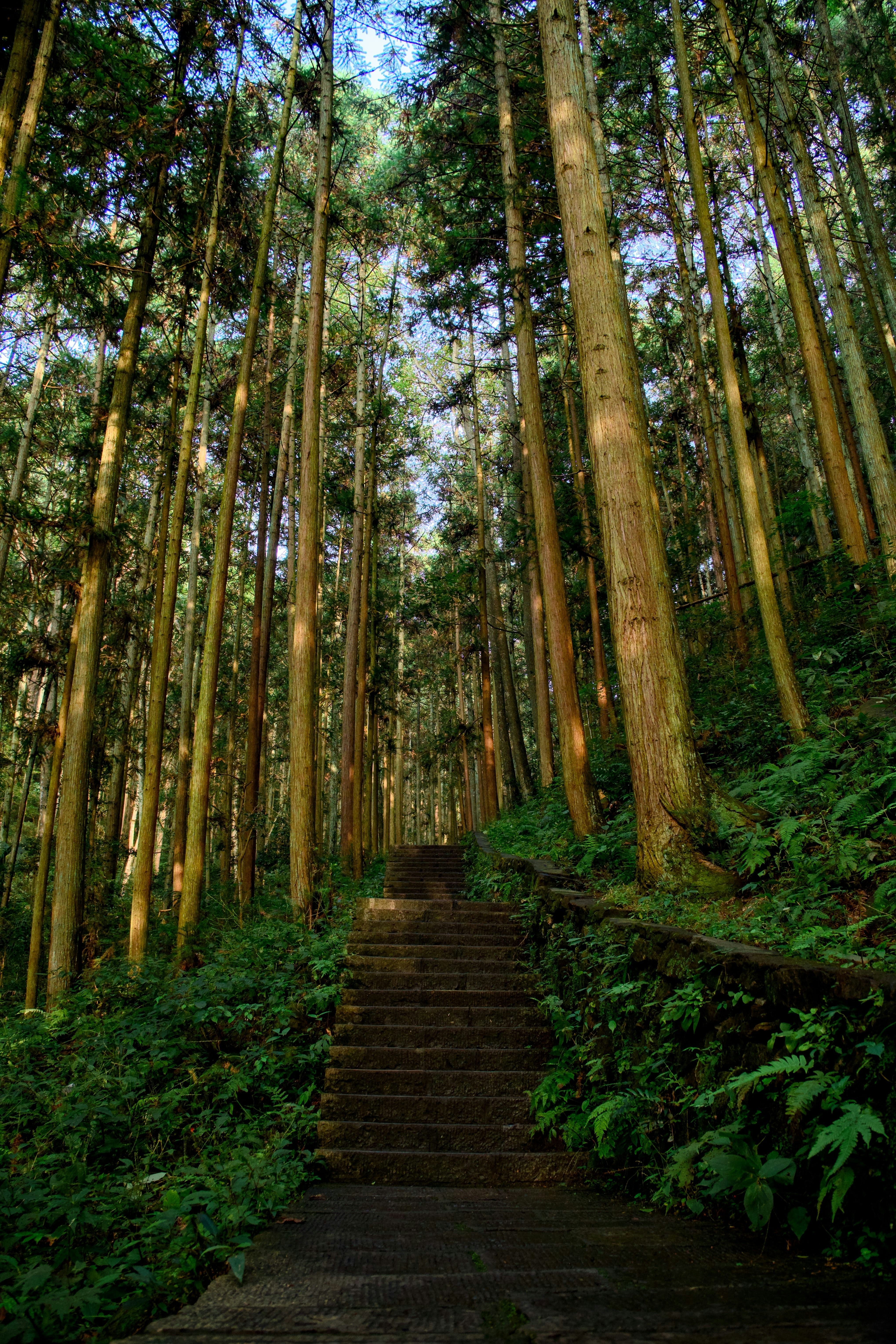 Escaleras de piedra que suben a través de un denso bosque de altos cedros