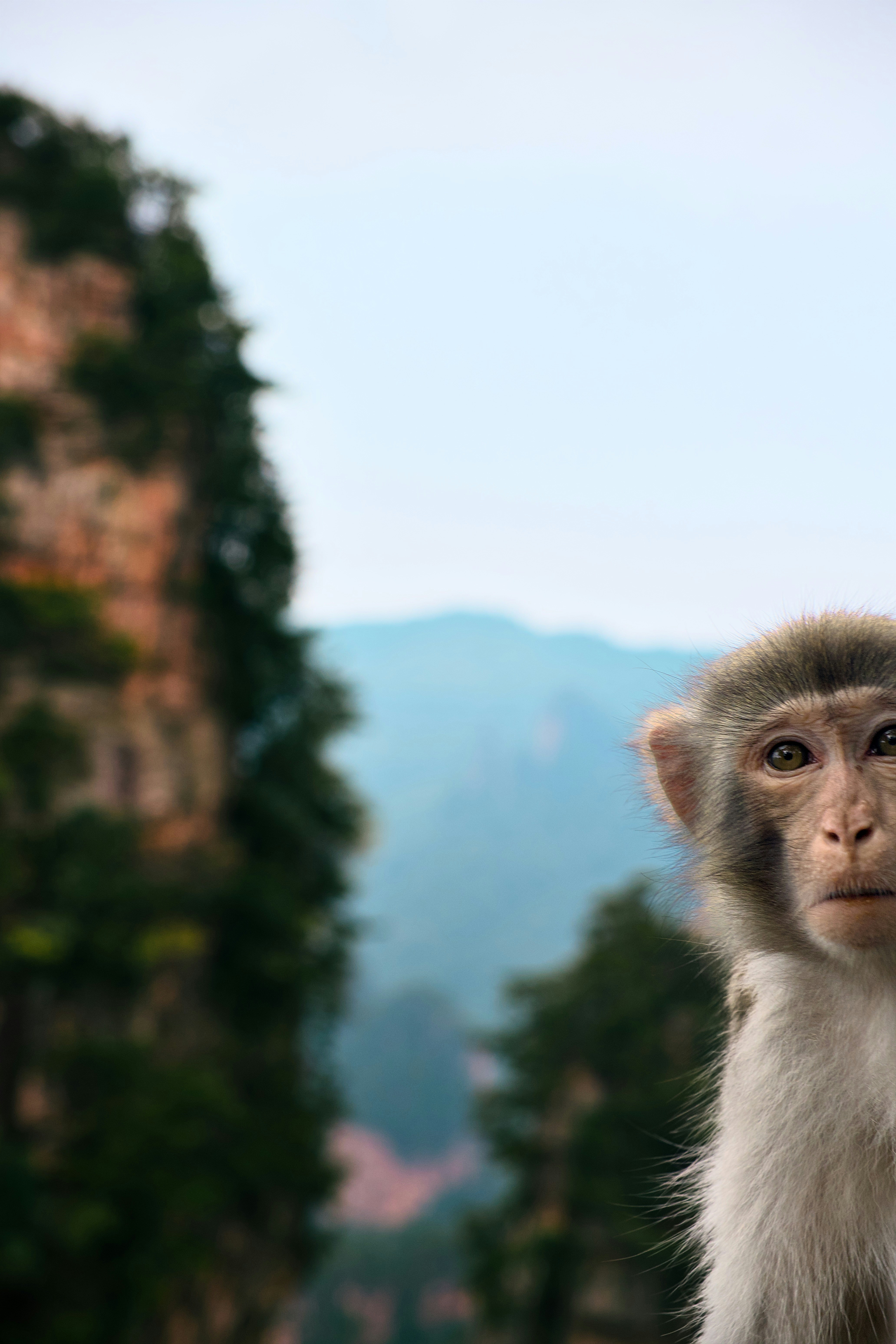 Un macaco cabeza de mono de perfil sobre un fondo de altos acantilados rocosos