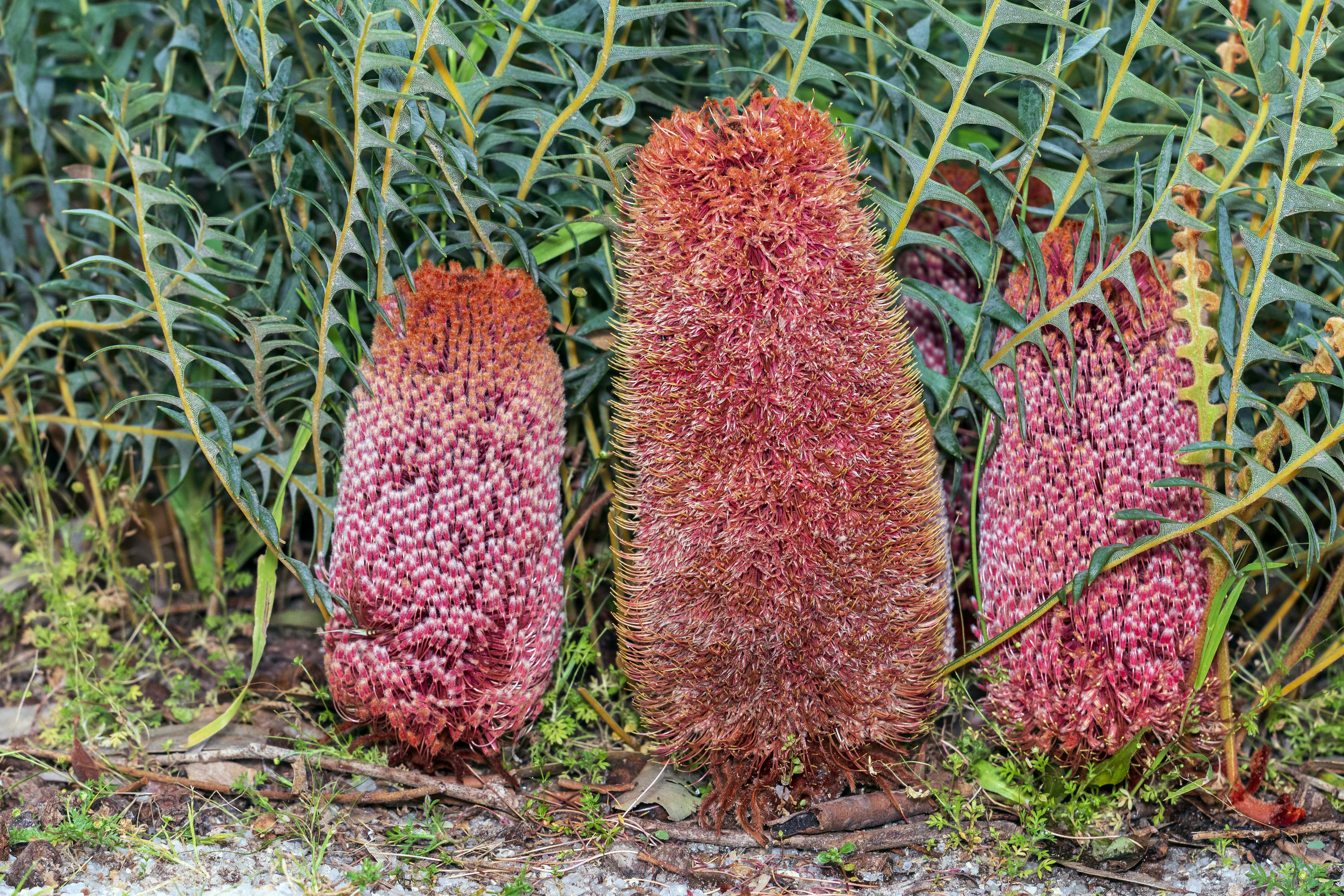 Three red banksia flowers among serrated green leaves