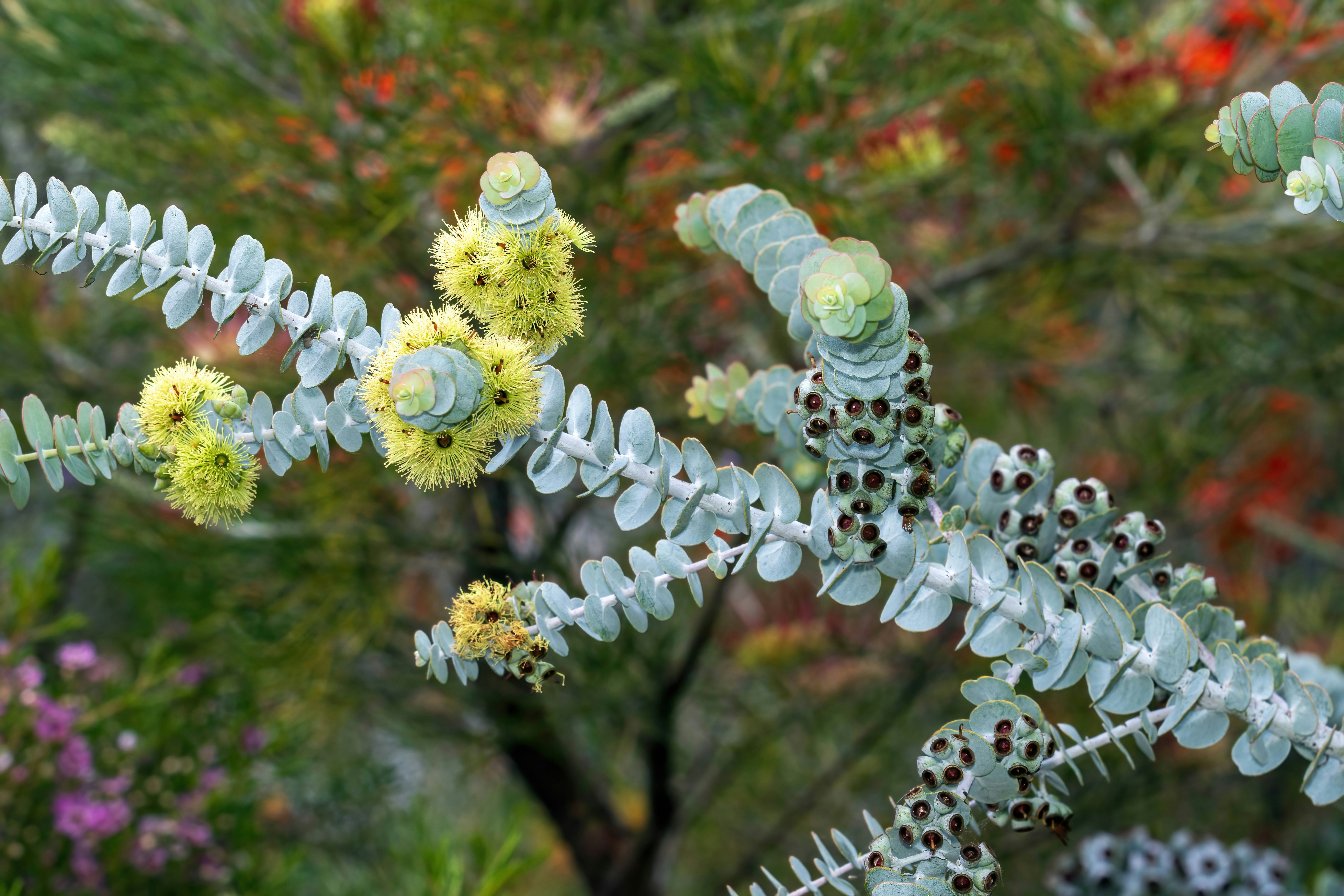 Yellow flowers and dark seed pods on silver eucalyptus branches in a garden