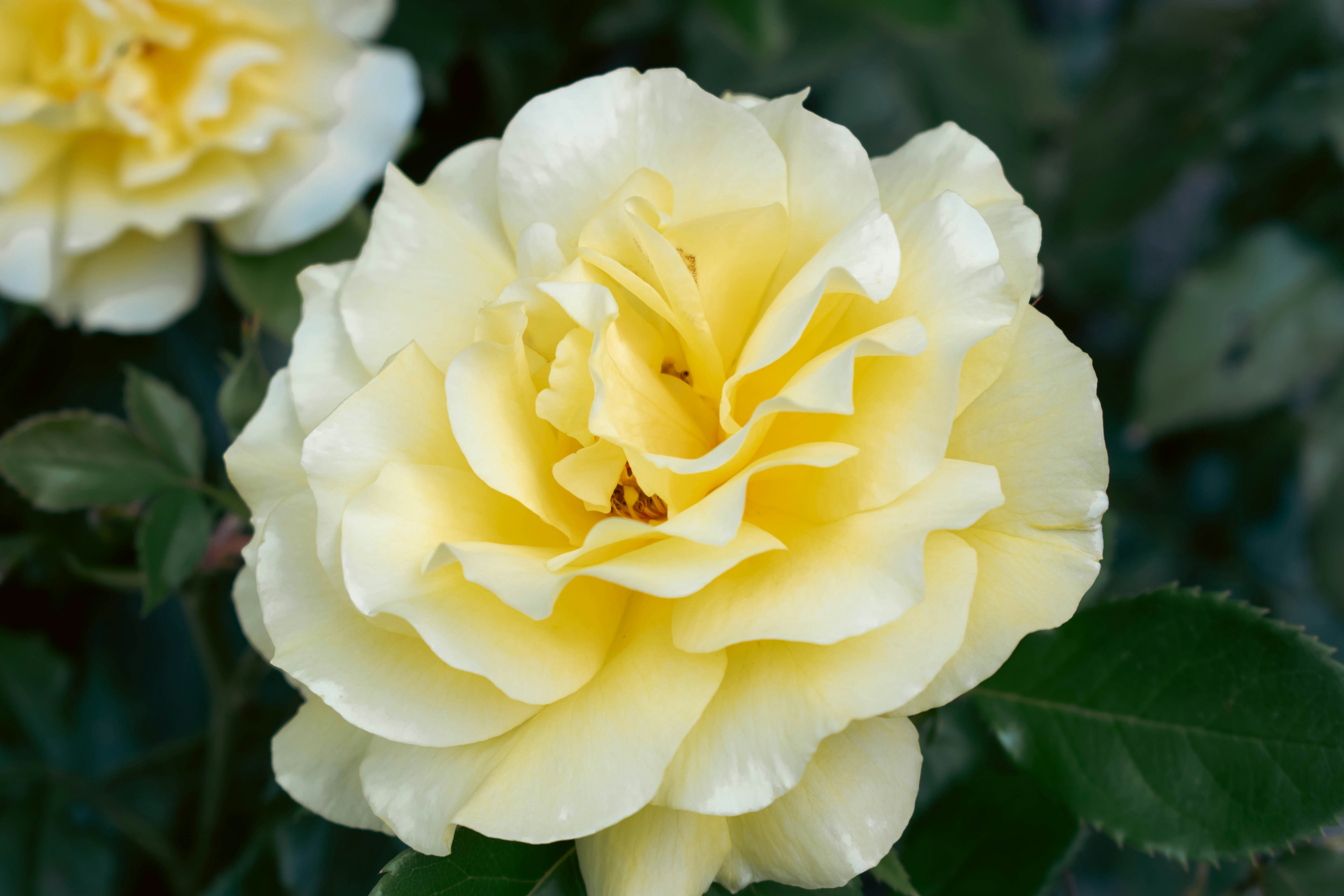 A pale yellow rose in full bloom with dark green leaves