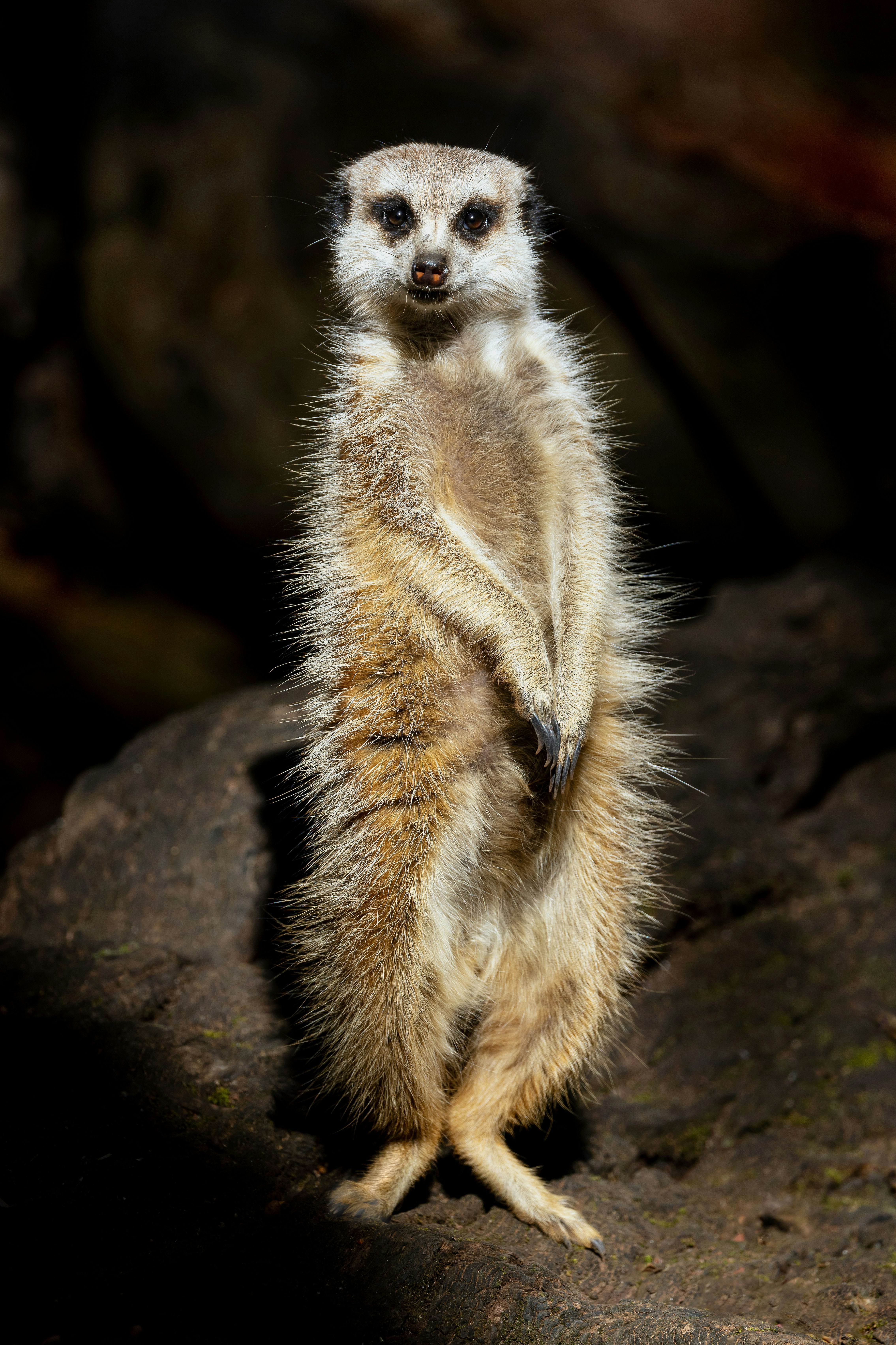 A meerkat standing upright on a dark rock with its paws tucked in