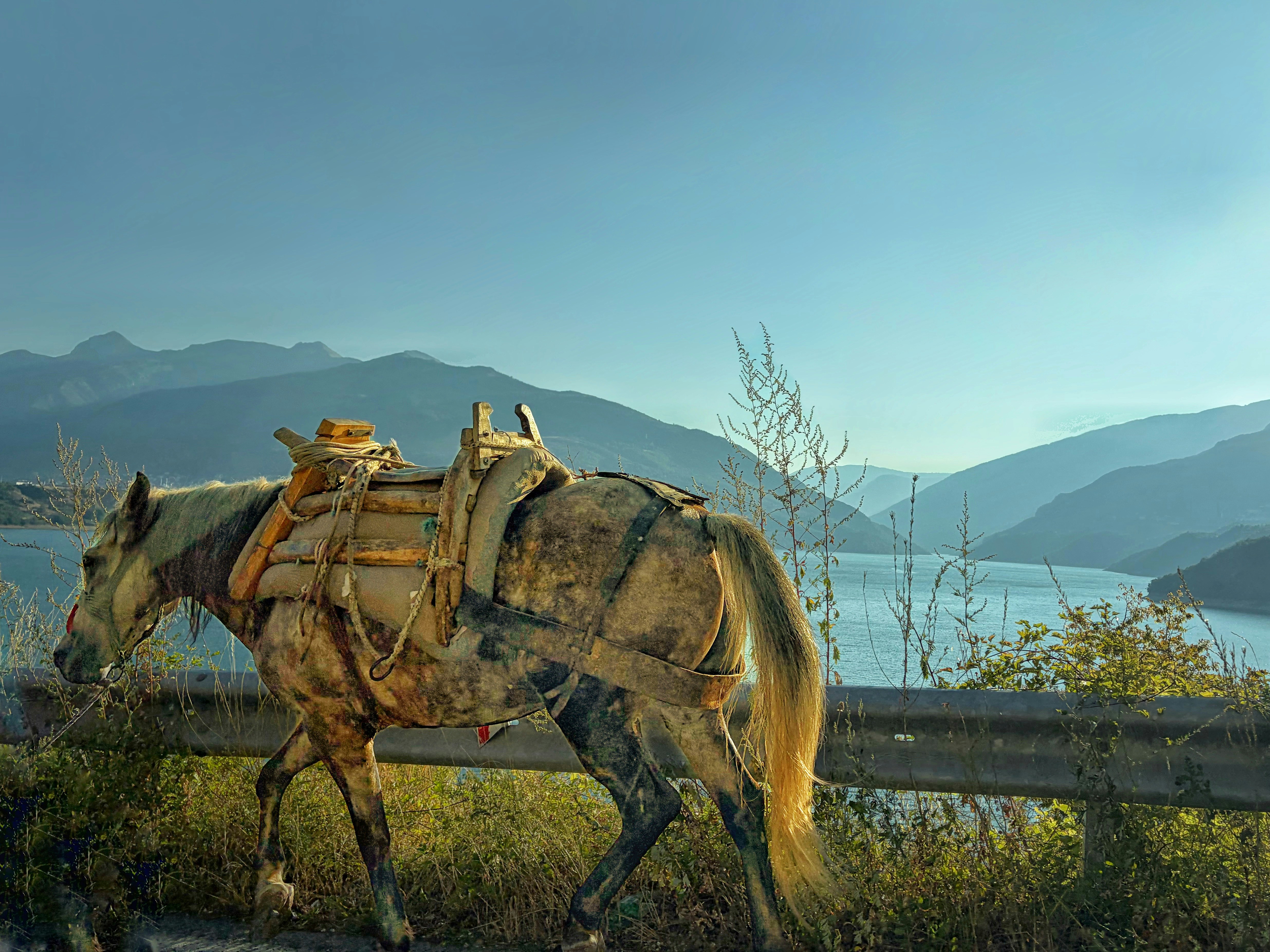A pack horse with a wooden saddle walking along a road by a lake