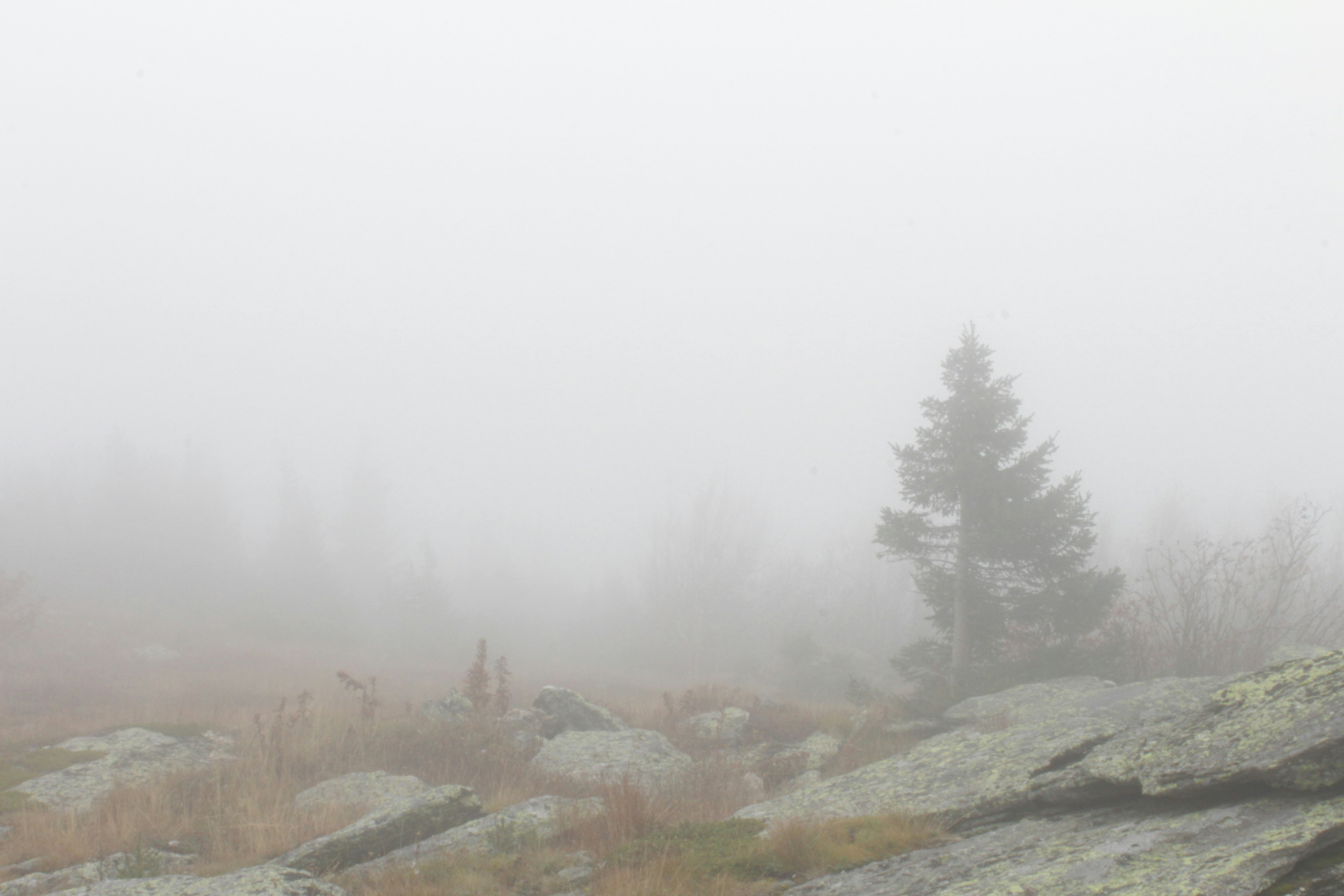 A lone evergreen tree on a rocky hillside shrouded in thick white fog