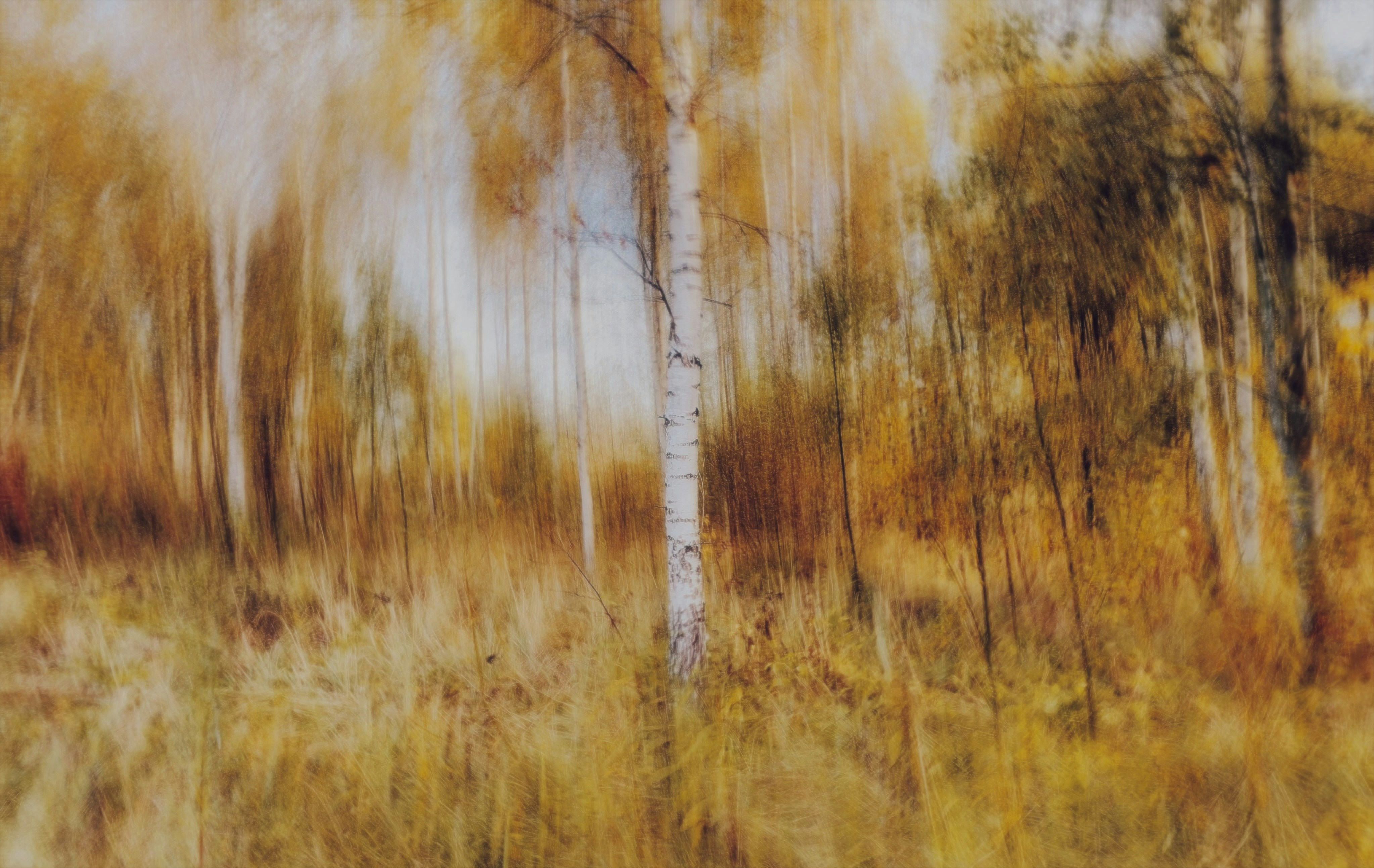 A motion blurred forest with golden autumn leaves and a white birch tree