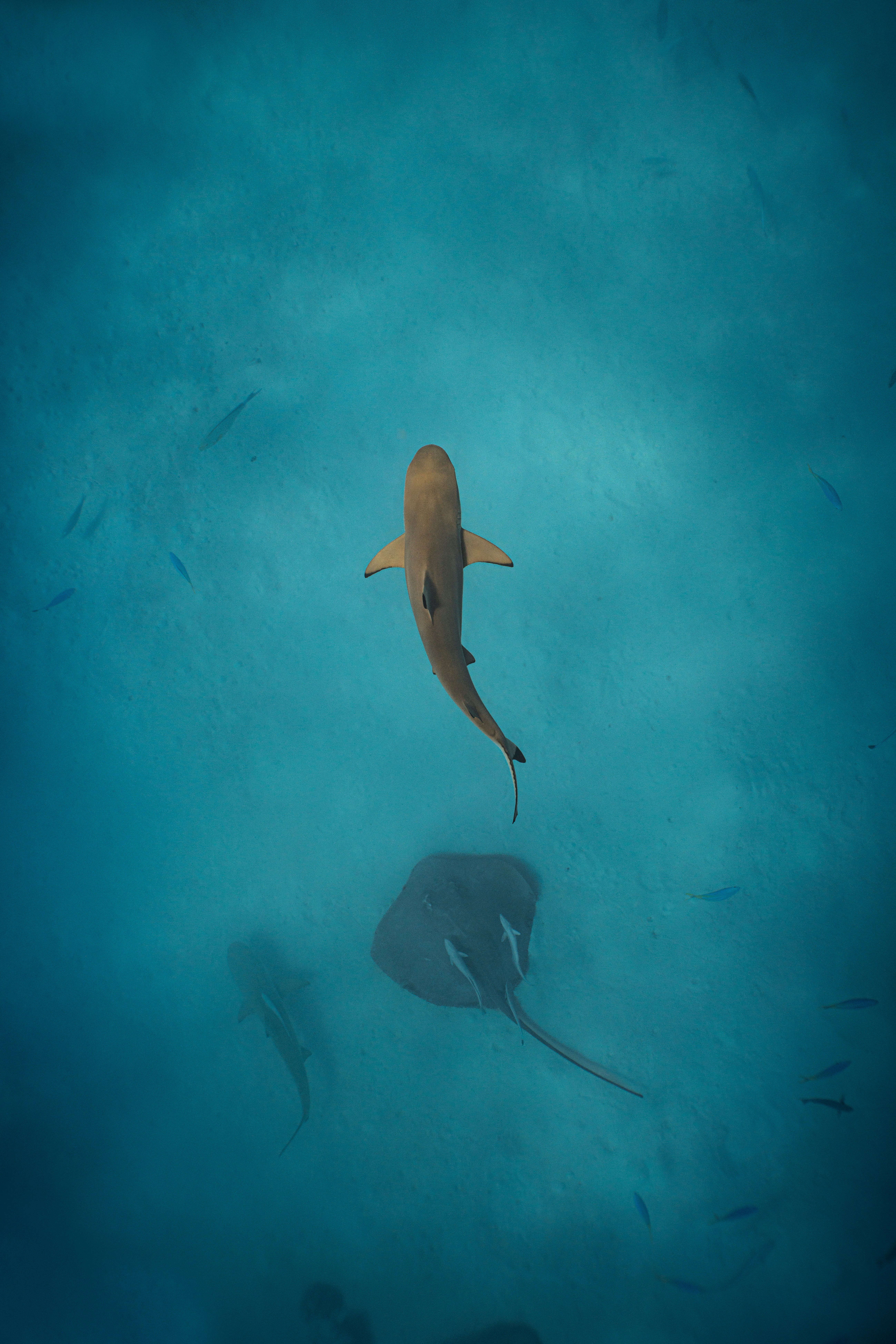 A shark and a stingray swimming in clear blue tropical water