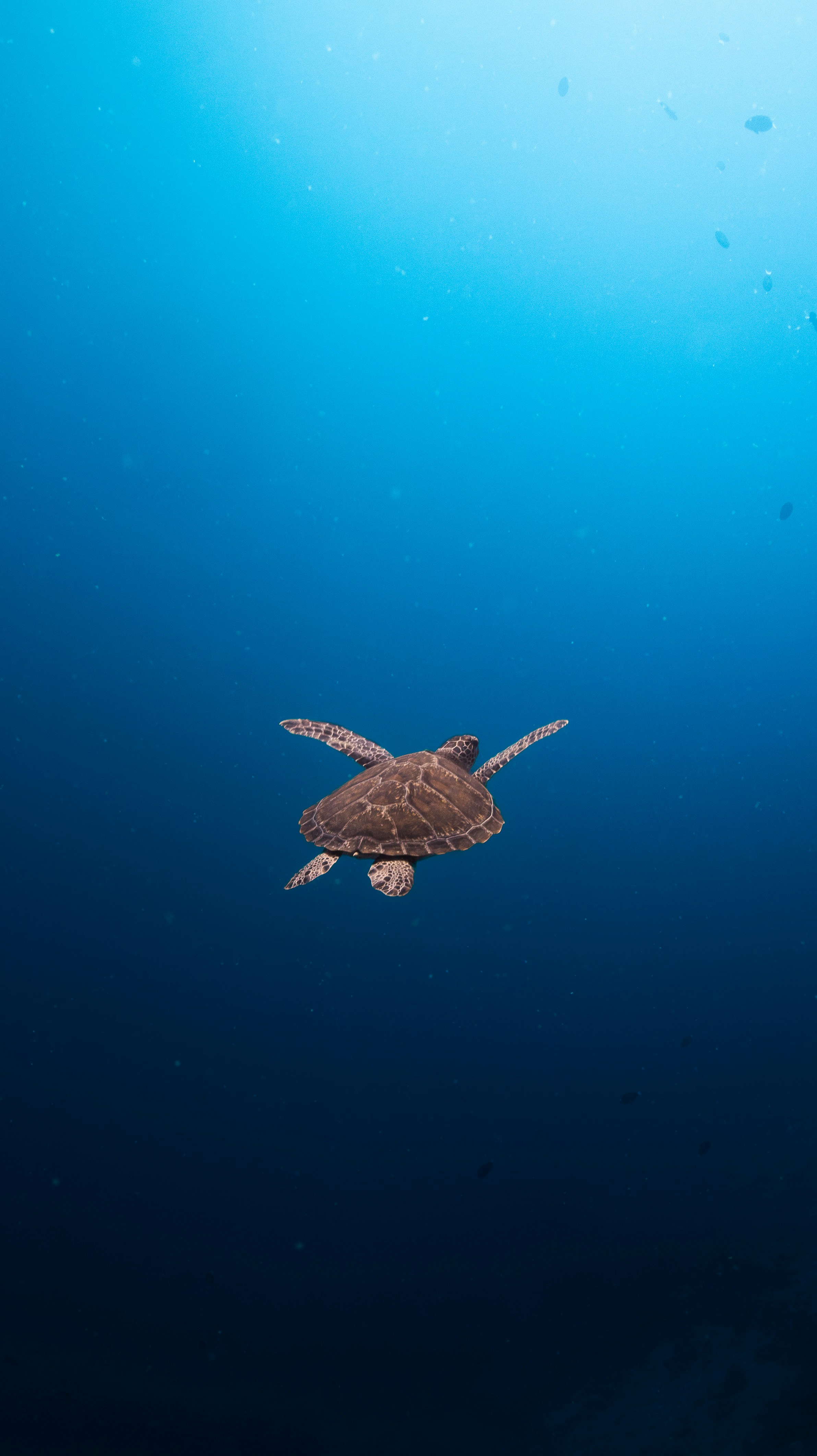A sea turtle swimming through deep blue ocean water