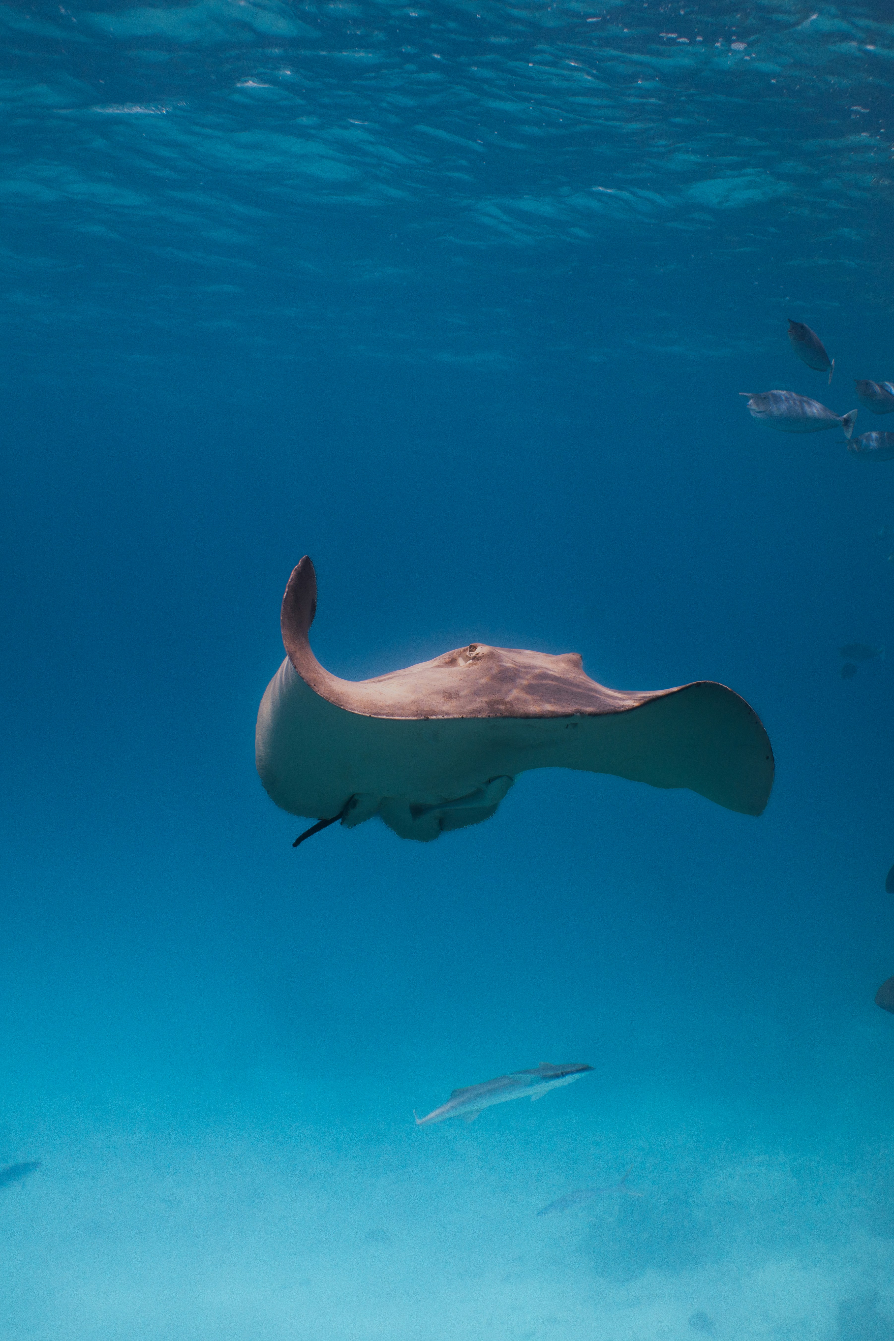 A stingray swimming through clear blue ocean water with small fish nearby