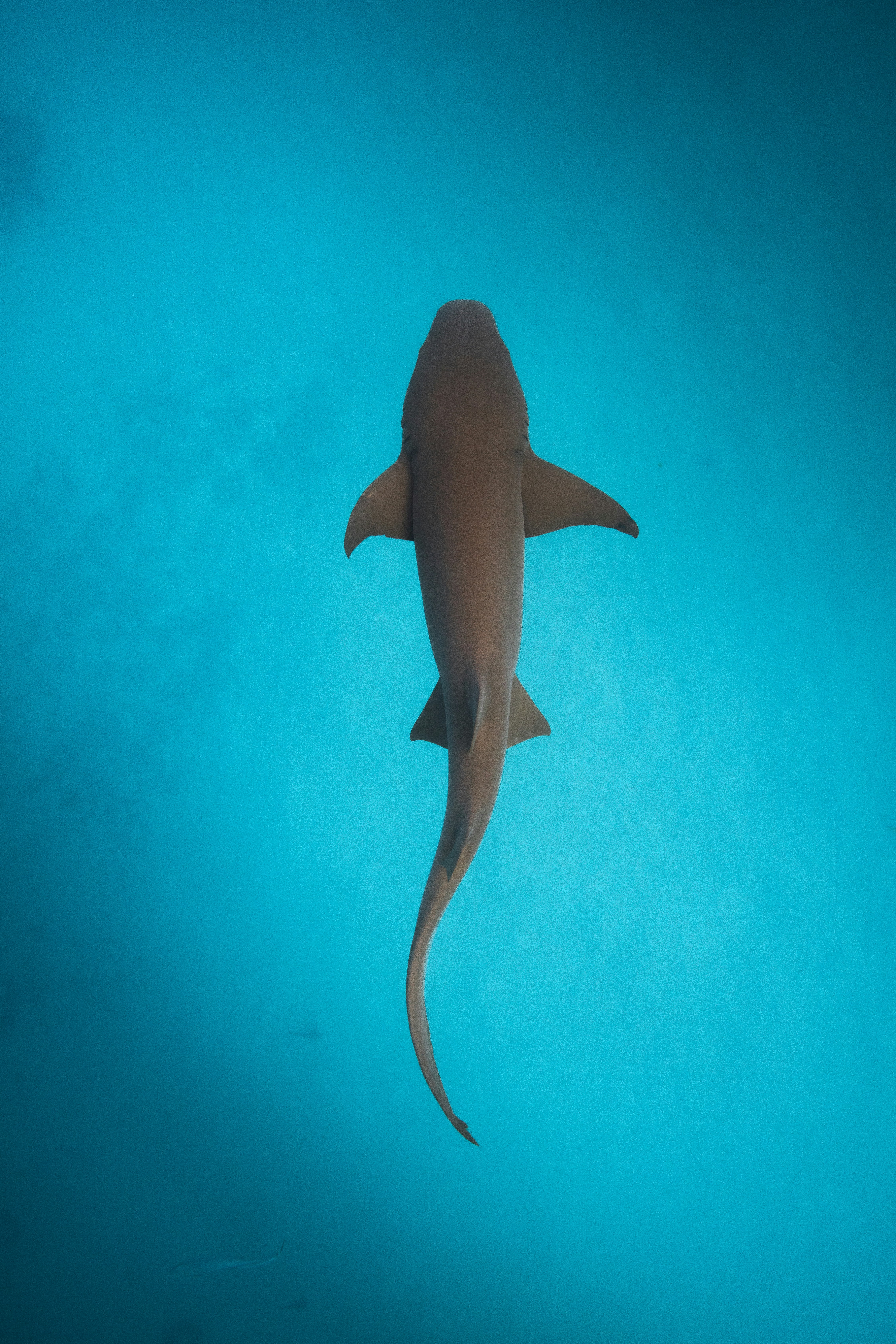 A nurse shark swimming through clear blue ocean water